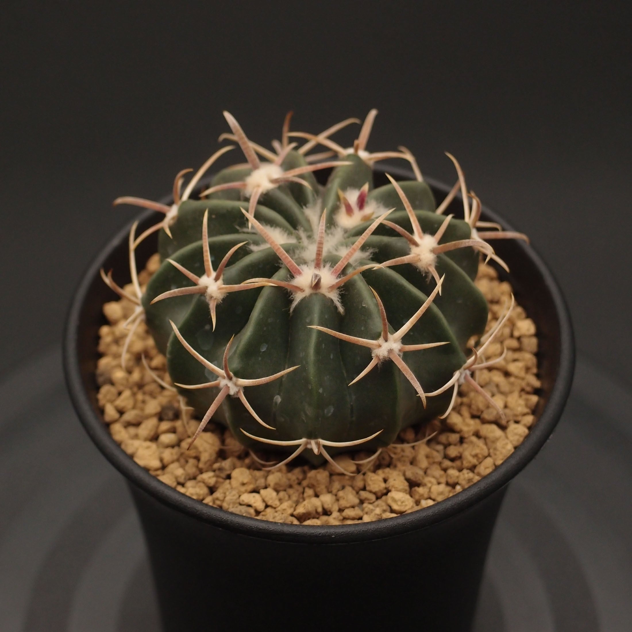 サボテン | 万緑 BAN RYOKU