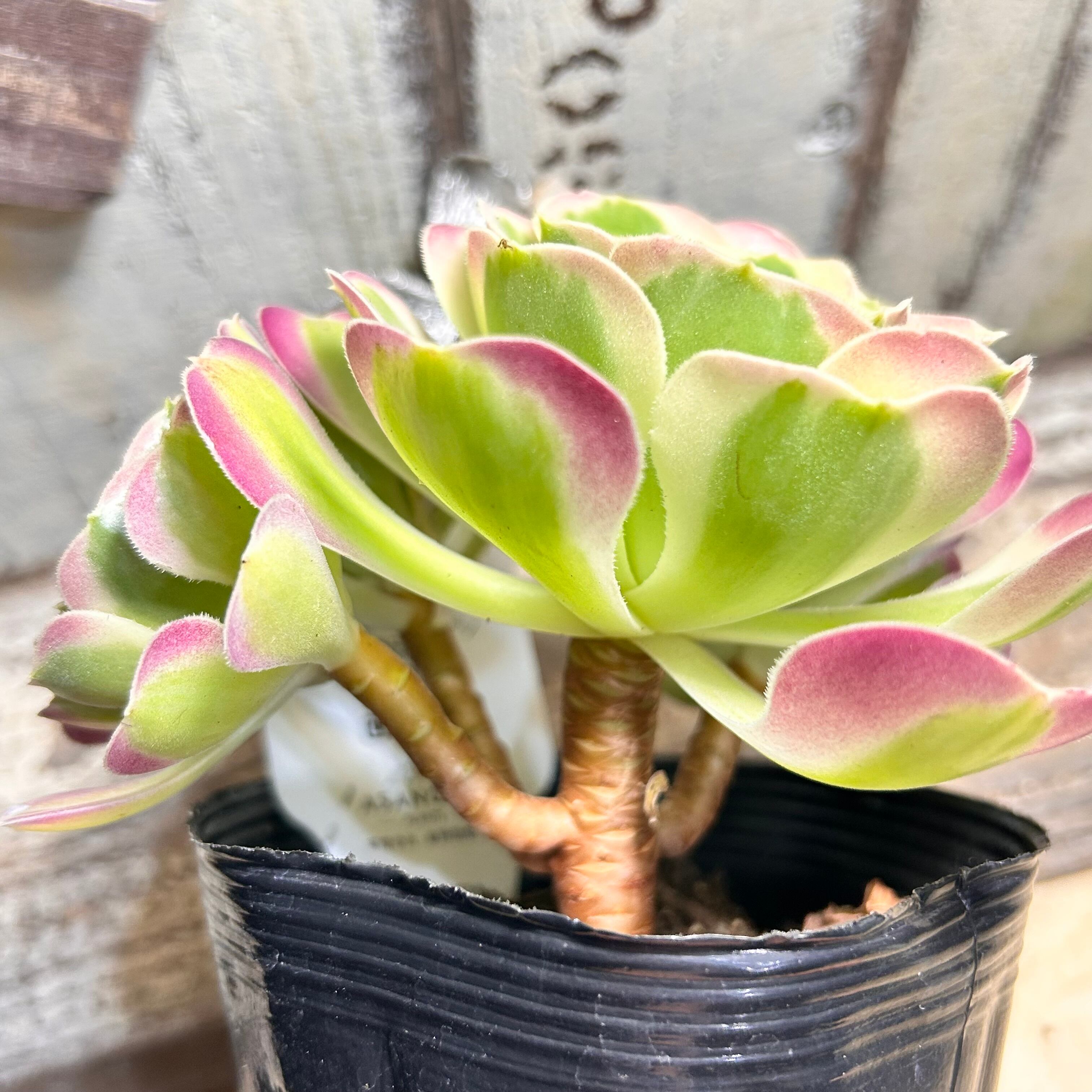 リバーストーン(アエオニウム) | RuPo 多肉植物専門店