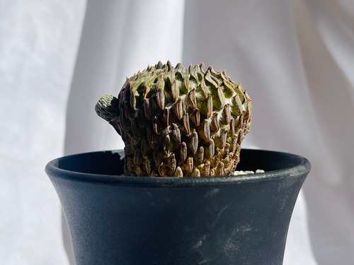 Pelecyphora aselliformis　ペレキフォラ　精巧丸　サボテン
