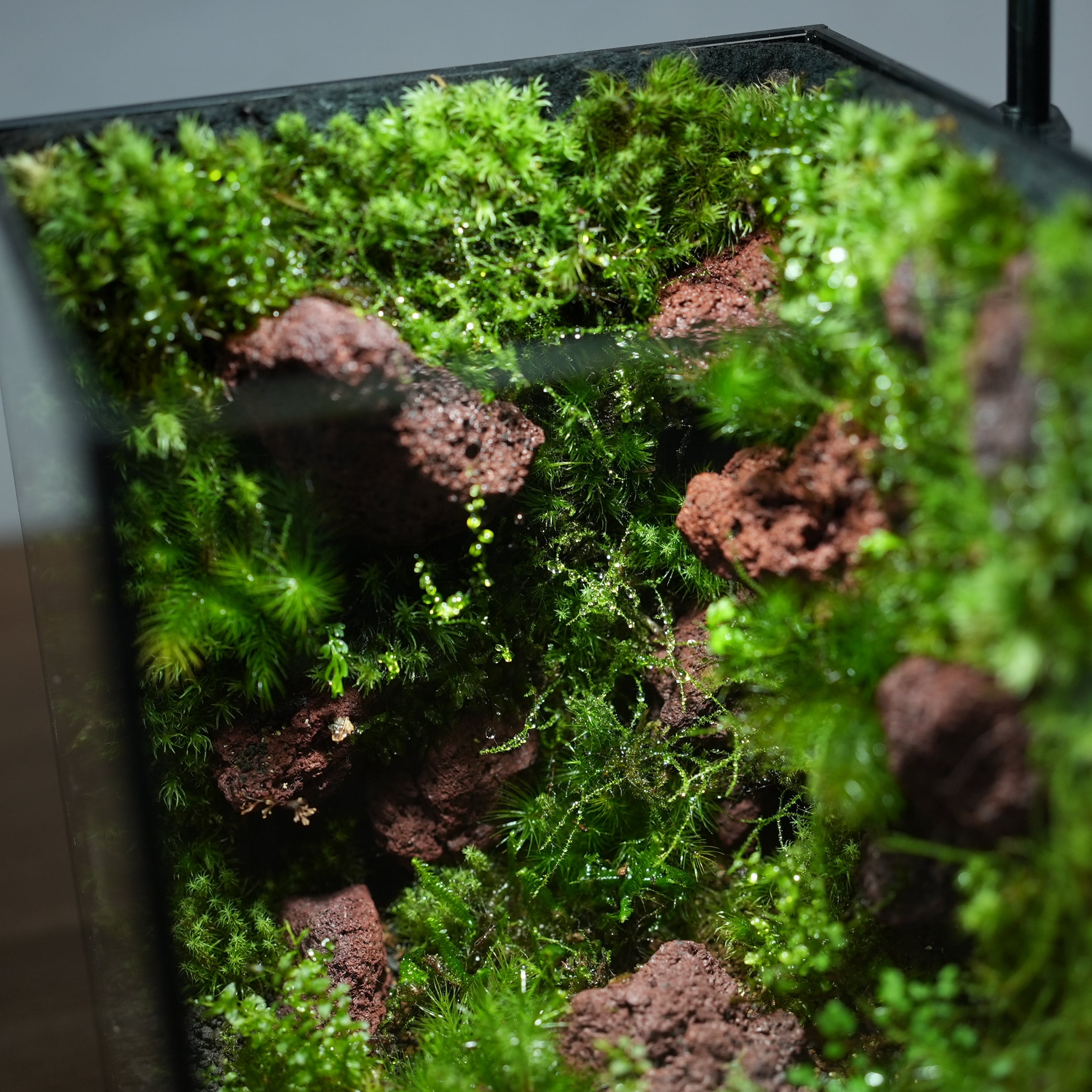 苔の部屋◇限定作品 5.22#4 | 苔テラリウム専門ショップ道草