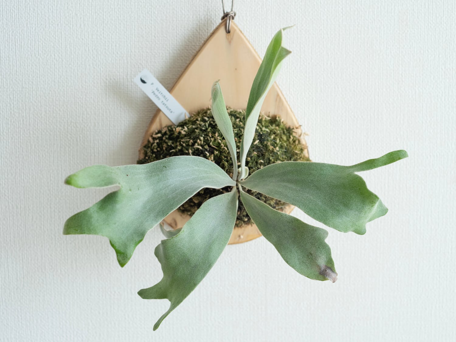 ビカクシダ ペドロ 胞子