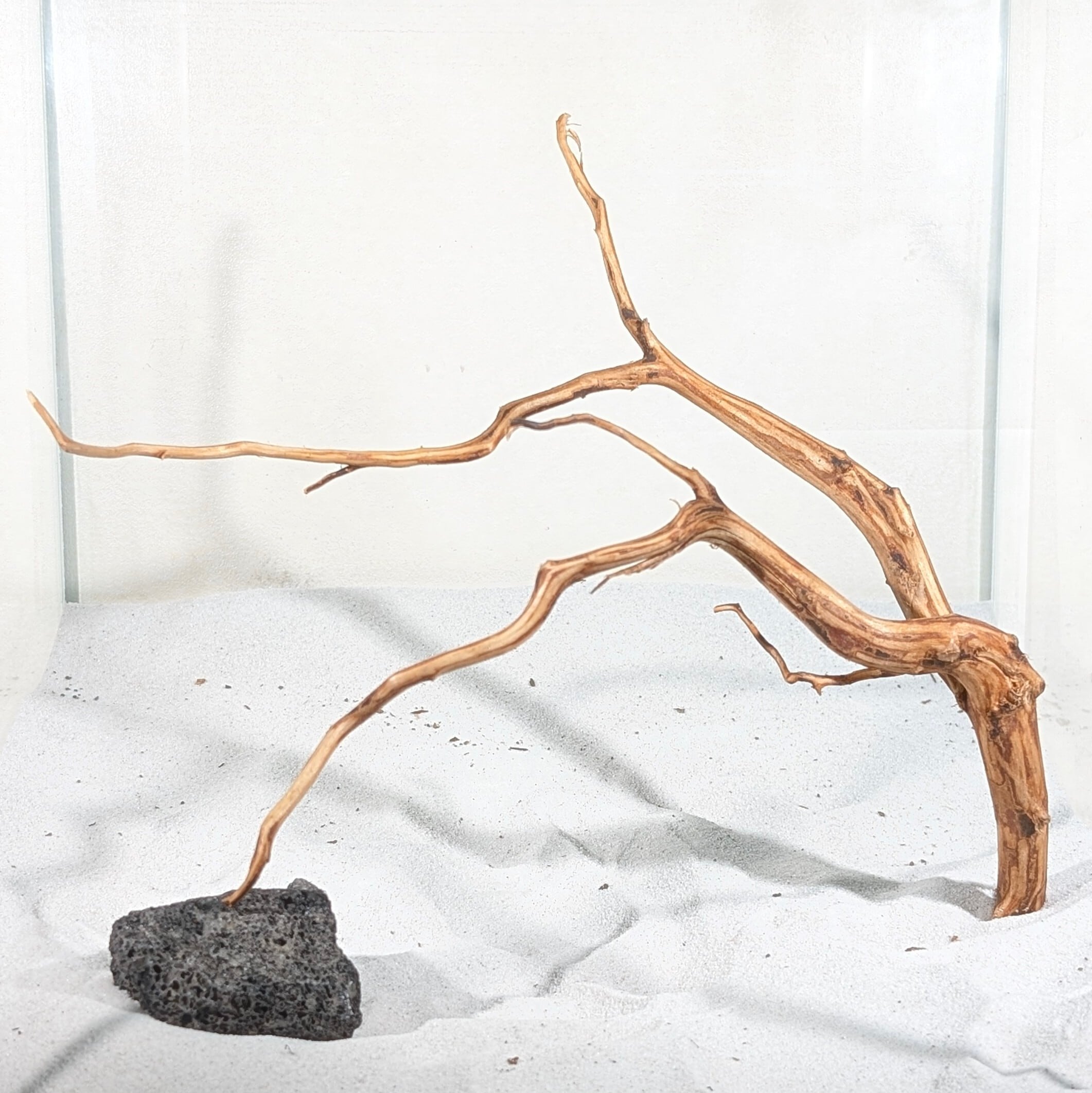 スマトラブランチウッド【SBC088】流木 アクアリウム 水槽 熱帯魚