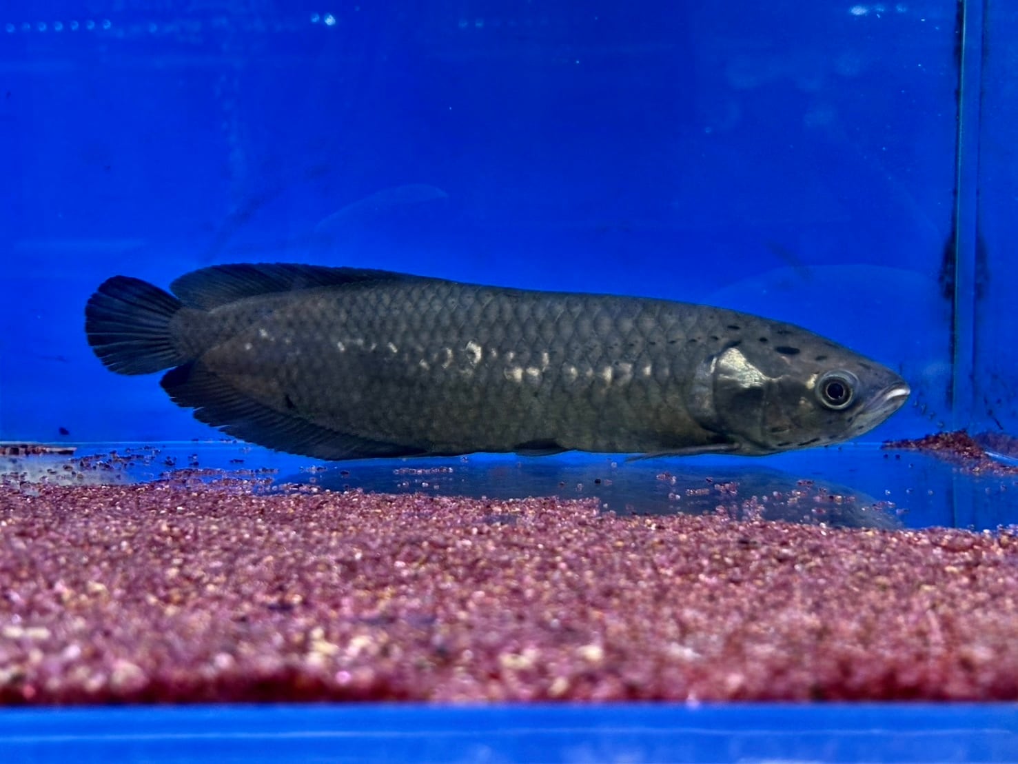 古代魚/大型魚 | AQUASTYLEG
