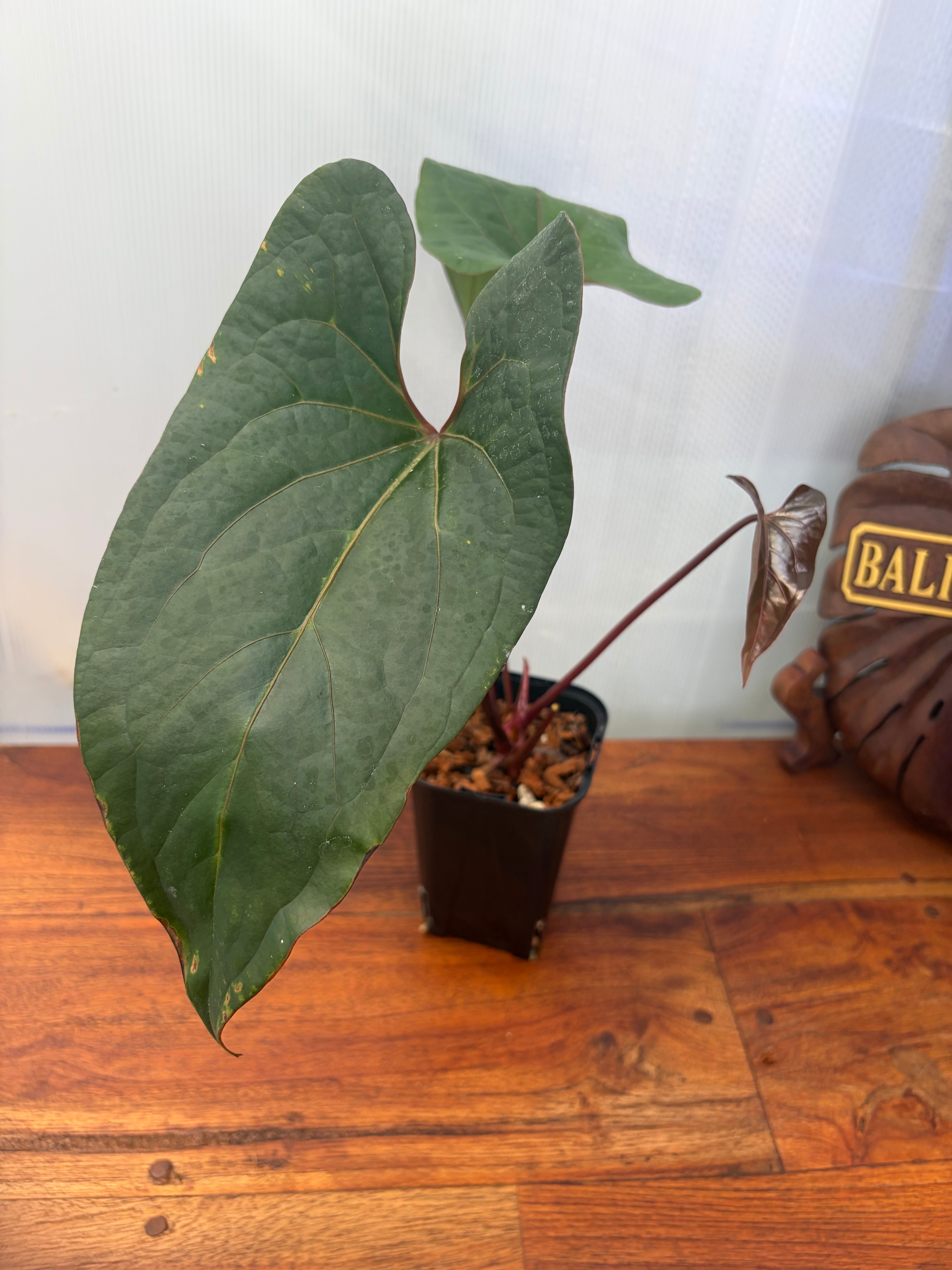 Anthurium | BALI-AN 園芸