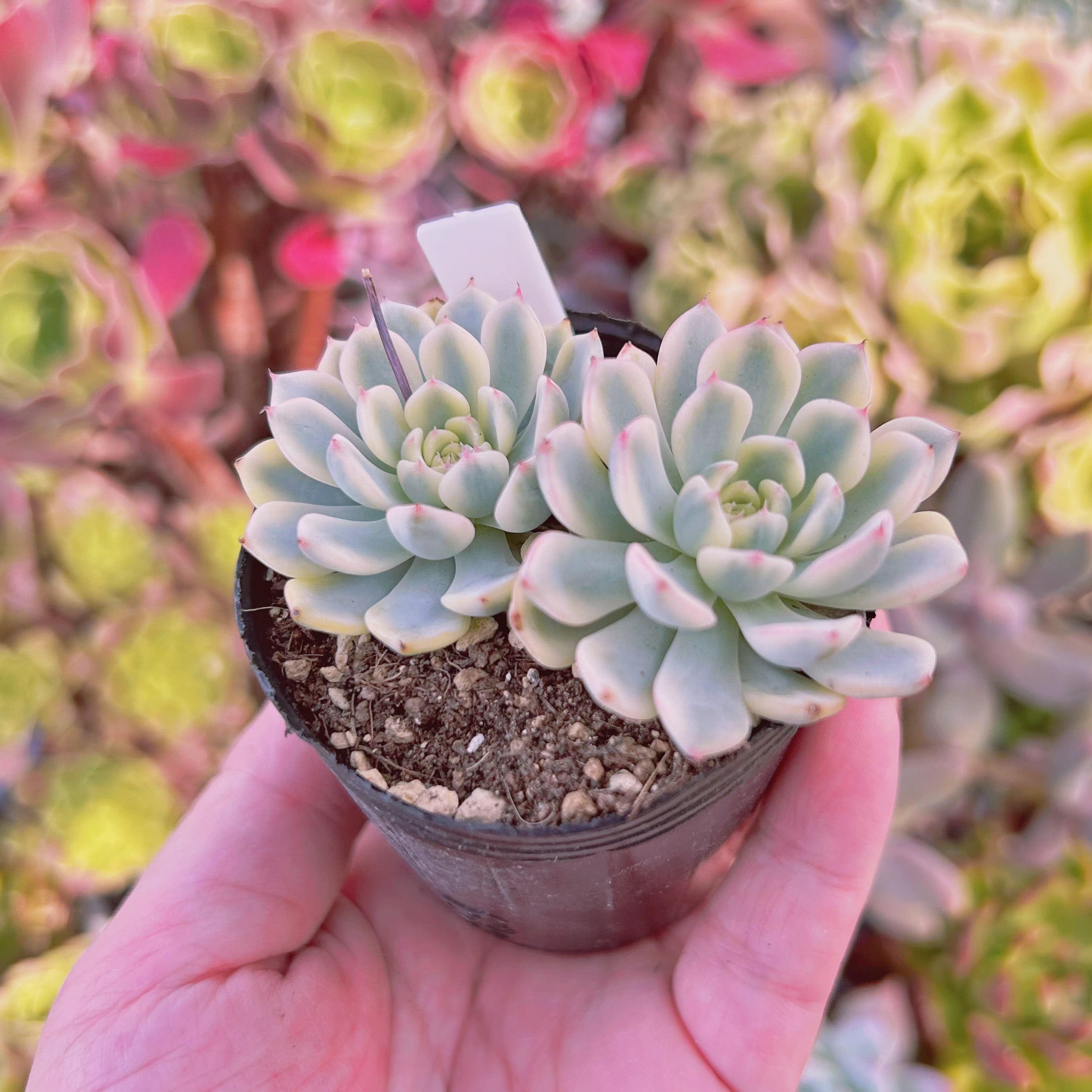 現物 多肉植物 ホワイトミニマ 抜き苗 | るる農園~多肉植物専門