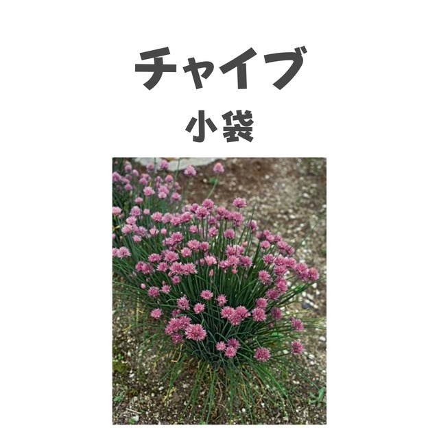 チャイブ　ハーブ種子・小袋