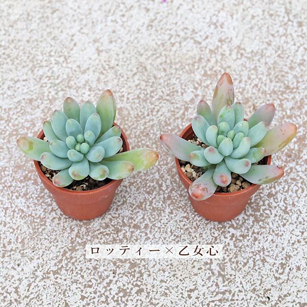 10苗セット 多肉植物 プラグ苗 1号 多年草 育てやすい かわいい 寄せ