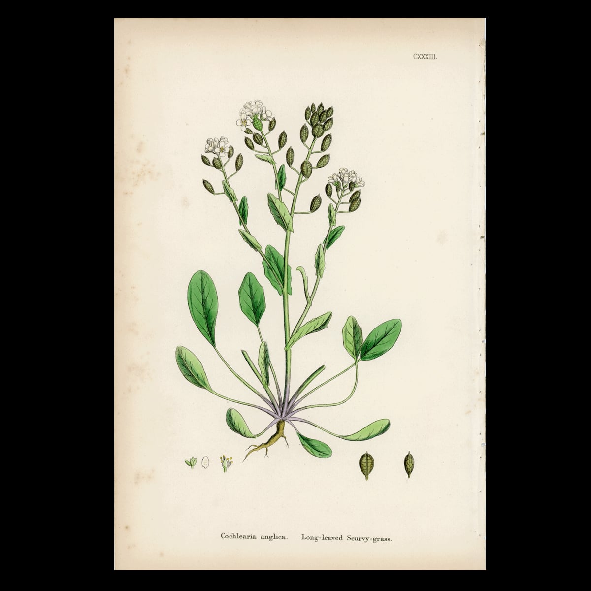 【19世紀後半】英国植物図版|Cochlearia anglica|English Botany No.133