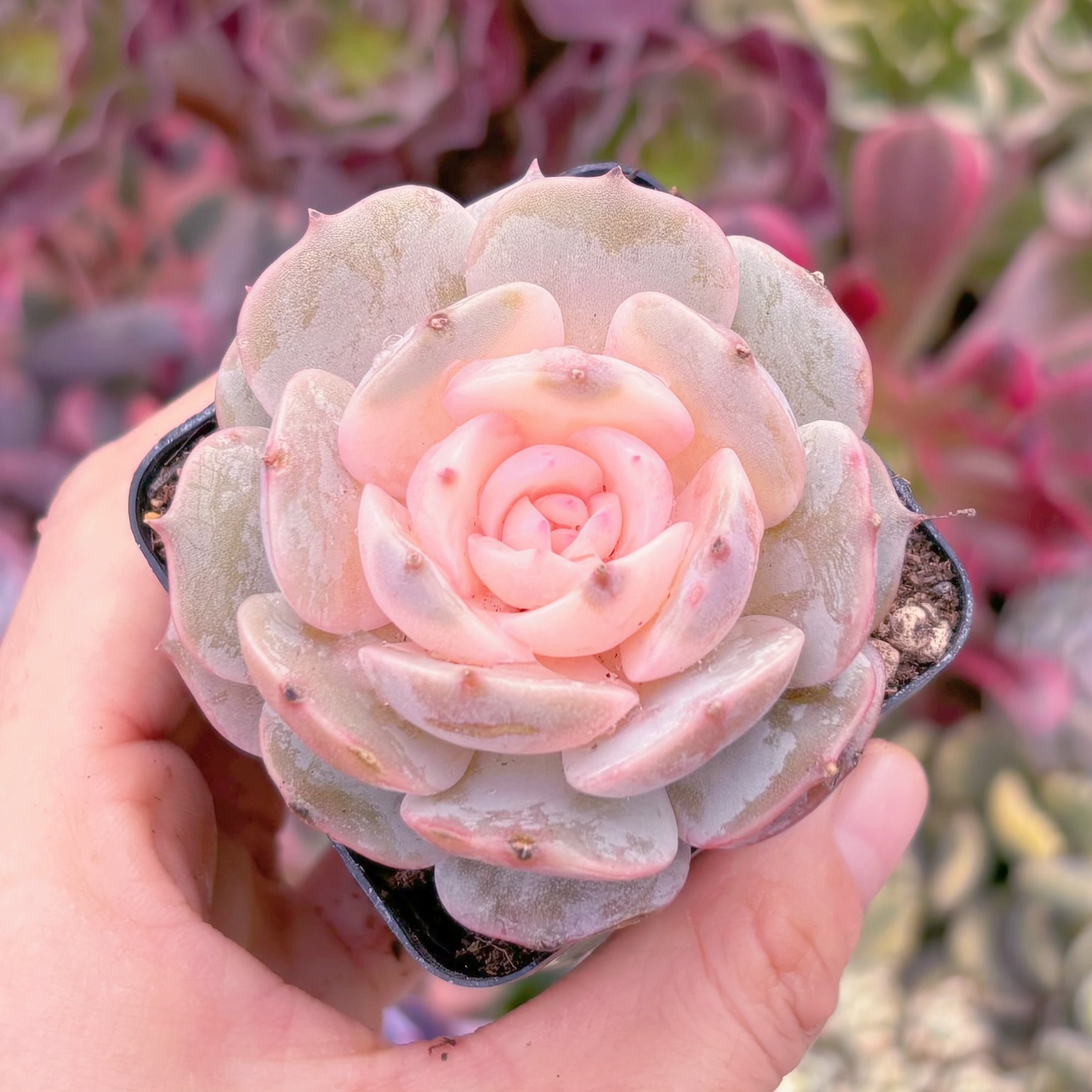 現品　ローラ錦#838　るる農園