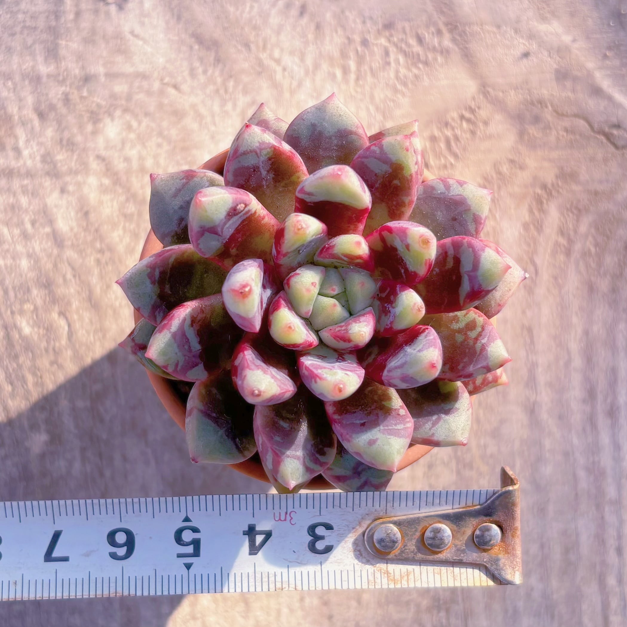 多肉植物 ブラッドスワロー 新入荷 るる農園 | るる農園~多肉植物専門