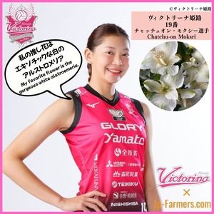 【ヴィクトリーナ姫路応援企画】ブーケを贈って応援しよう　チャッチュオン選手のラブフラワーは白のアルストロメリア