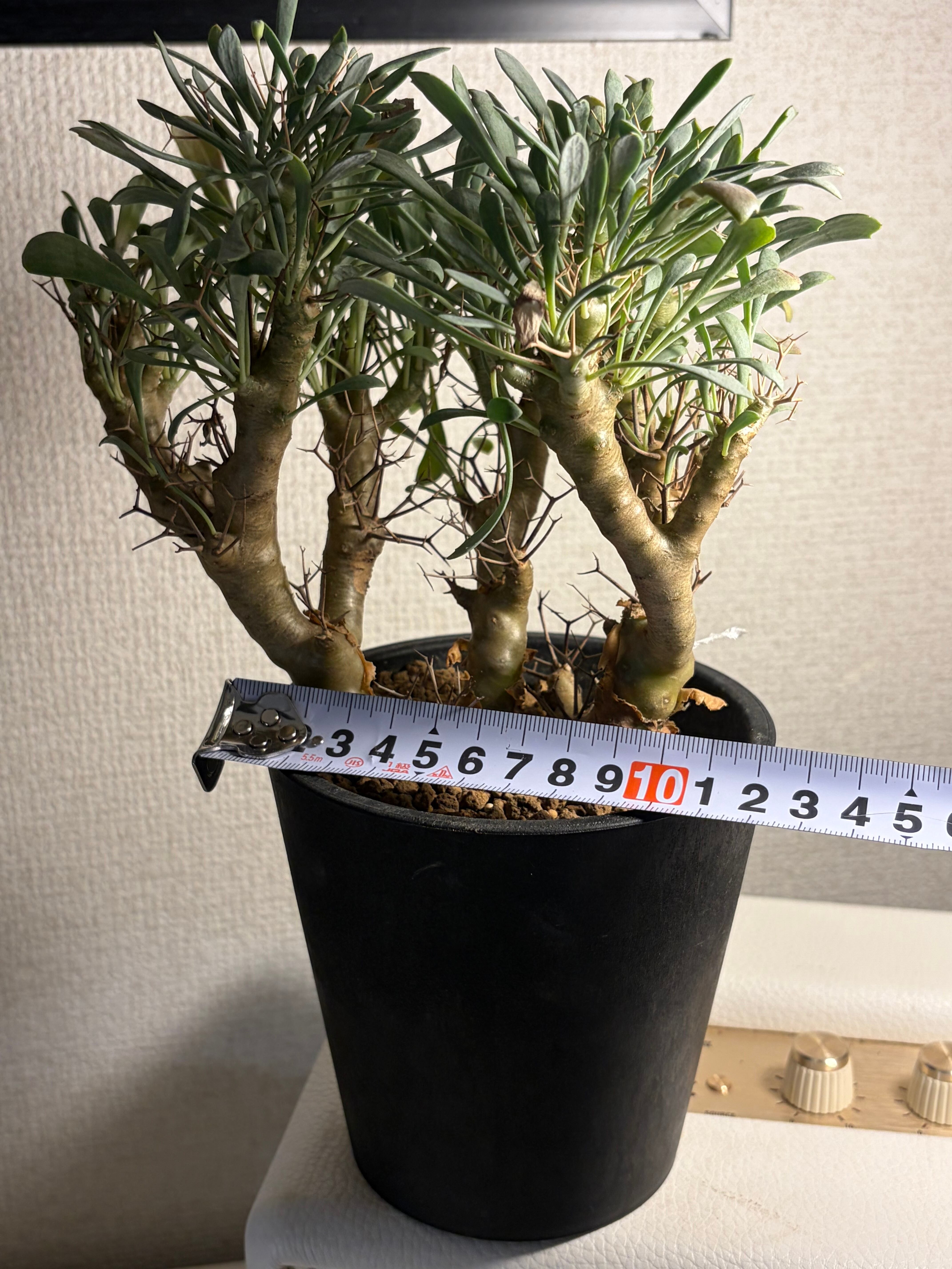 黒鬼城】オトンナ ユーフォルビオイデス チレコドン レディキュラー