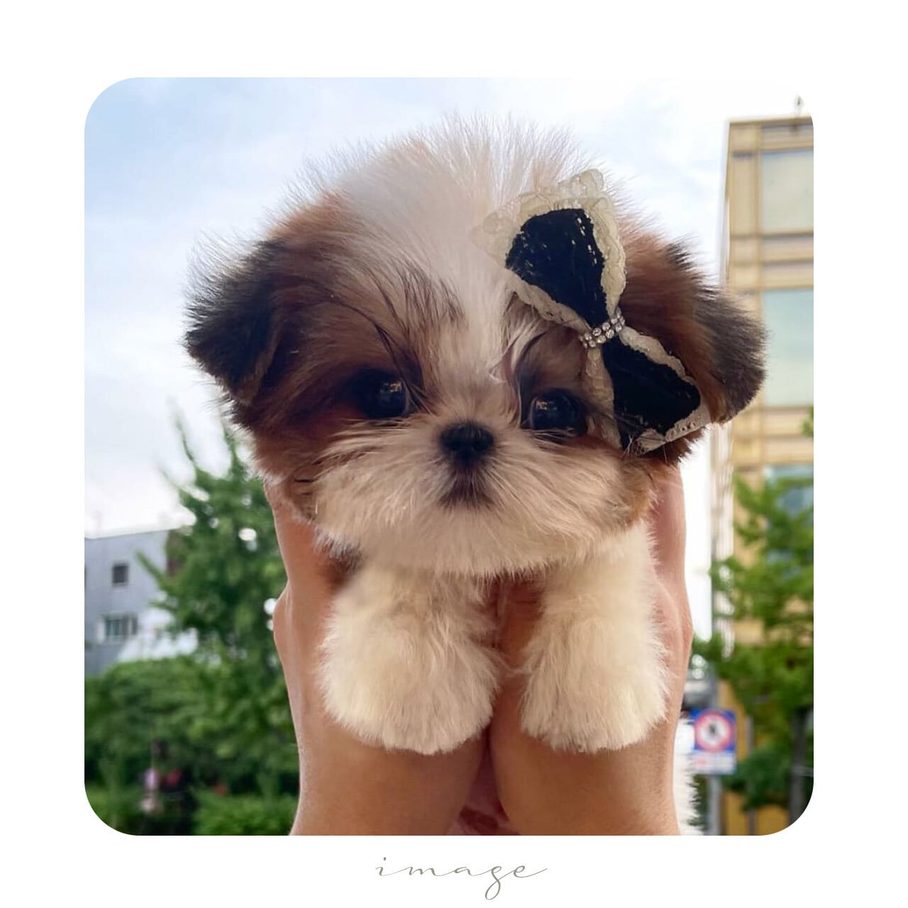 I love it＊pretty プリティ＿リボン＊it-no01（犬リボン ピン 犬用