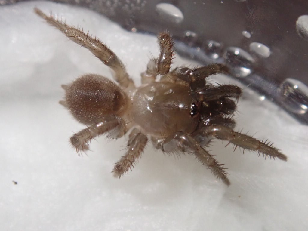 Spider クモ | Bebe Rep. 奇蟲部門