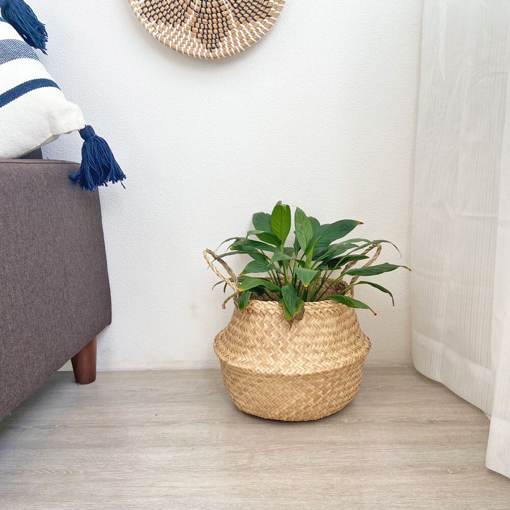 シーグラス バスケット 水草バスケット（SGA-200S） | Naturalsoul