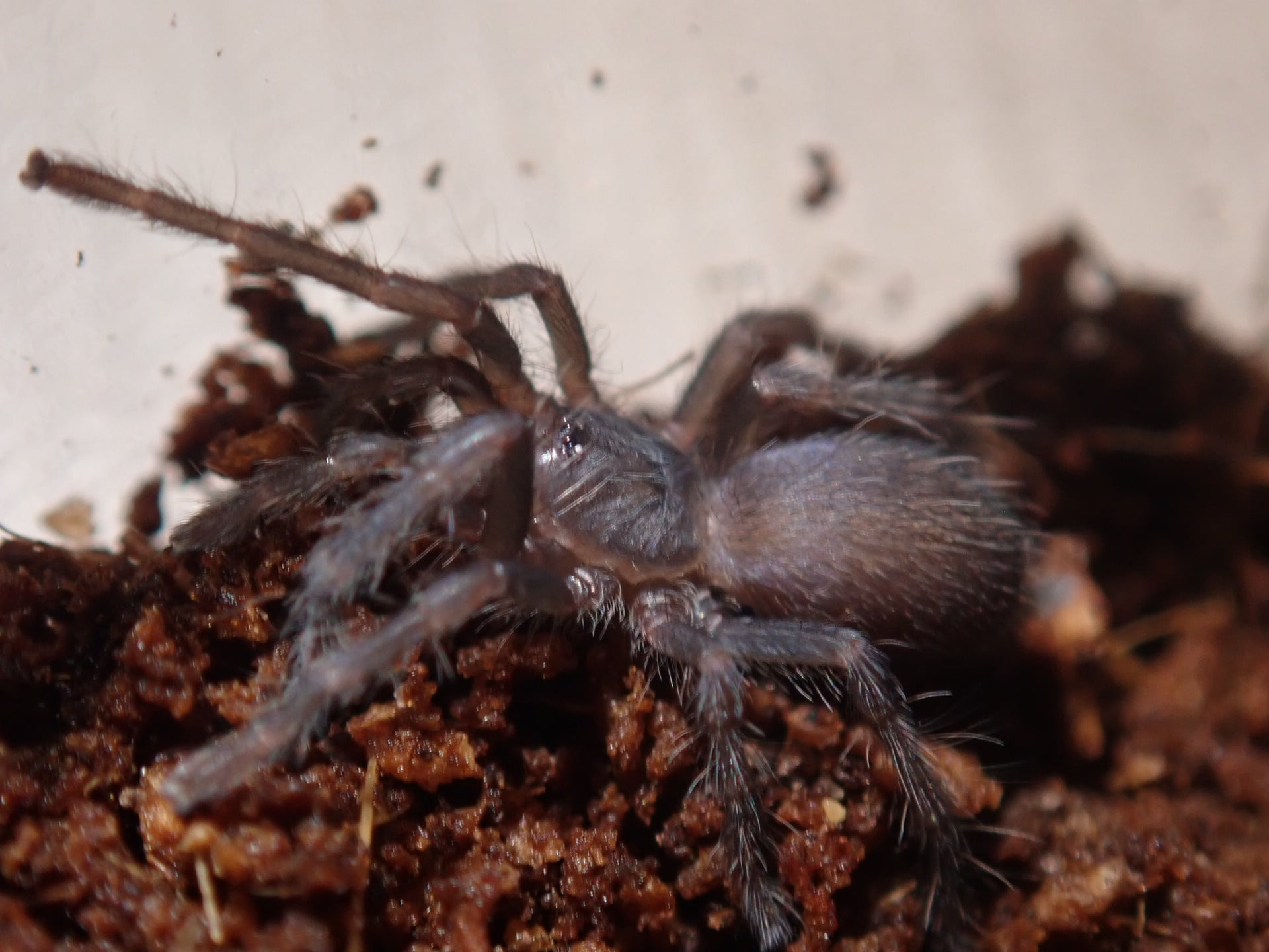 昆虫標本】パラワン、ゼブラ、フルストルファー、スマトラ 昆虫標本