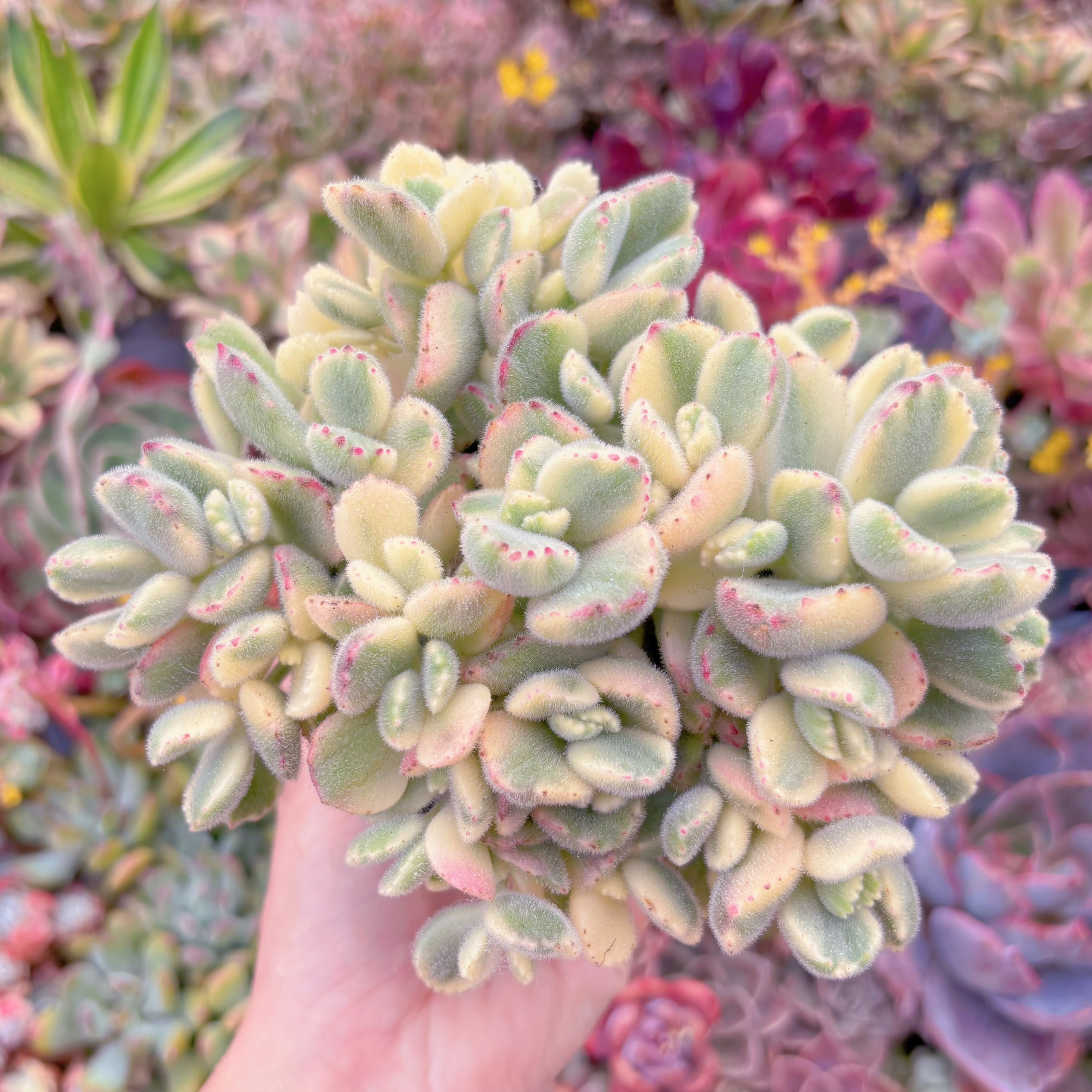 現品　白熊#F012　大群生　新入荷　るる農園