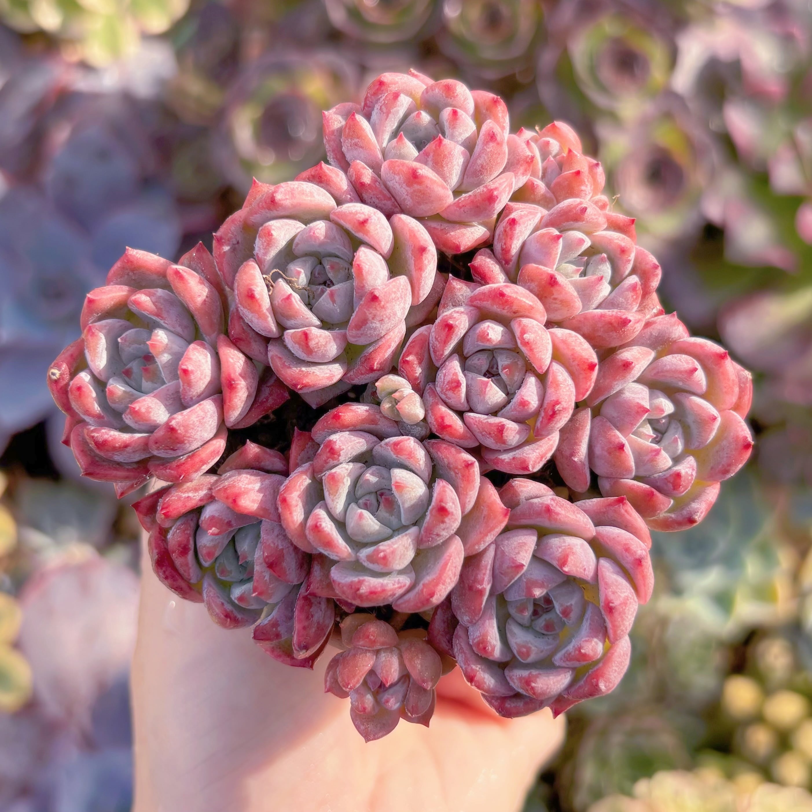 Top【選抜株】多肉植物　22047 レッド　ベルベット12個　鉢無し/脱土 Top【選抜株】多肉植物 22047 レッド ベルベット12個 鉢無し/脱土 Top