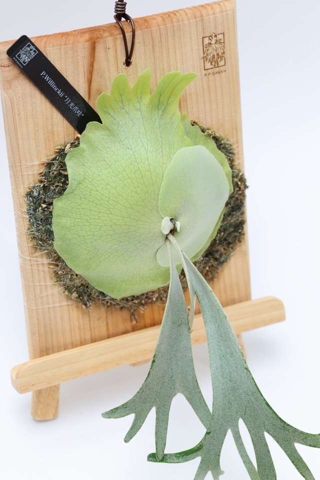 P.Willinckii 月光爪哇 Pups