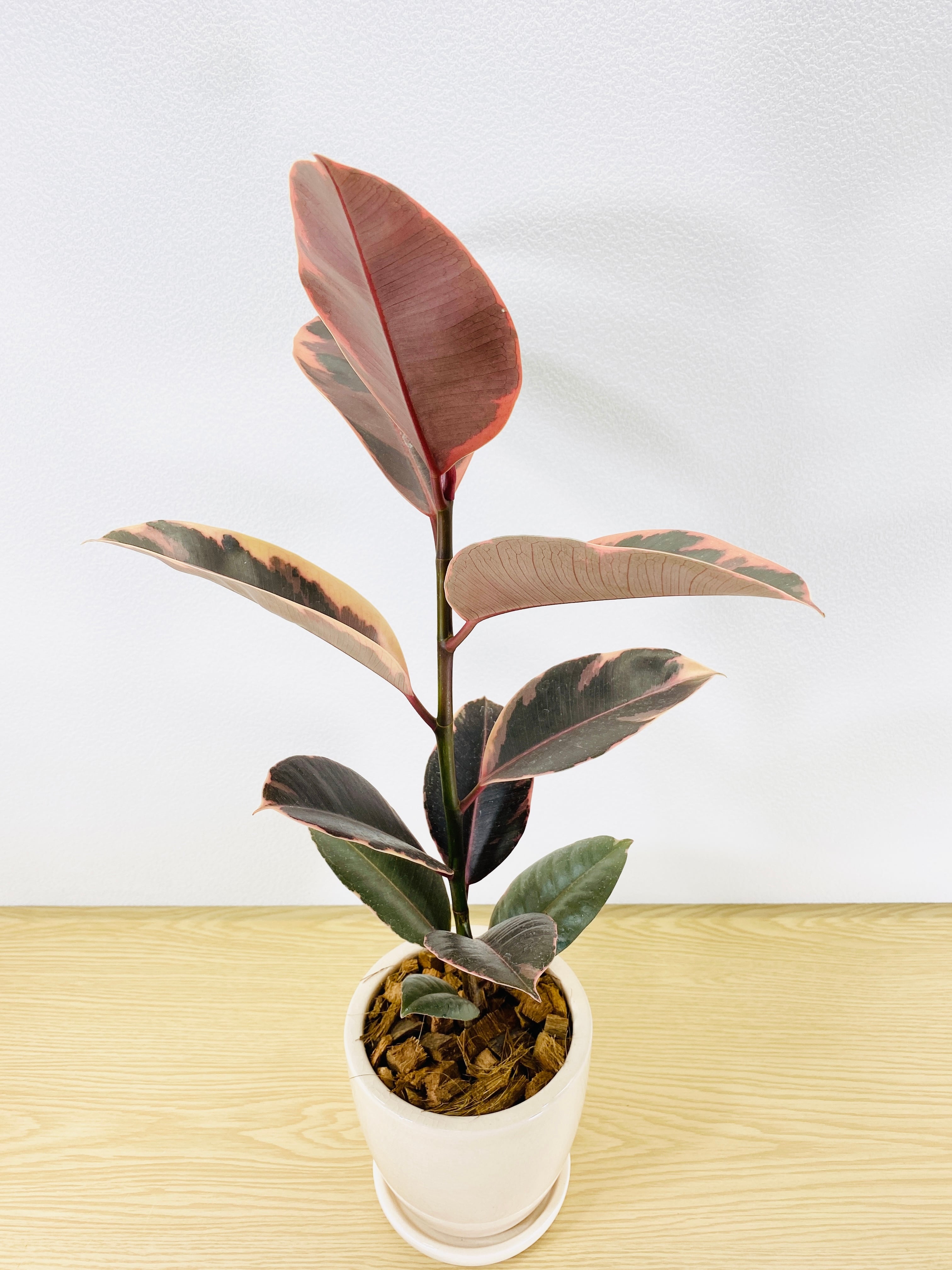 フィカス ルビー 実生 自然樹形 12/16まで特価 送料込 観葉植物