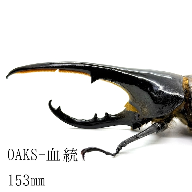 153㎜  / 成虫 / オス / ヘラクレスオオカブト