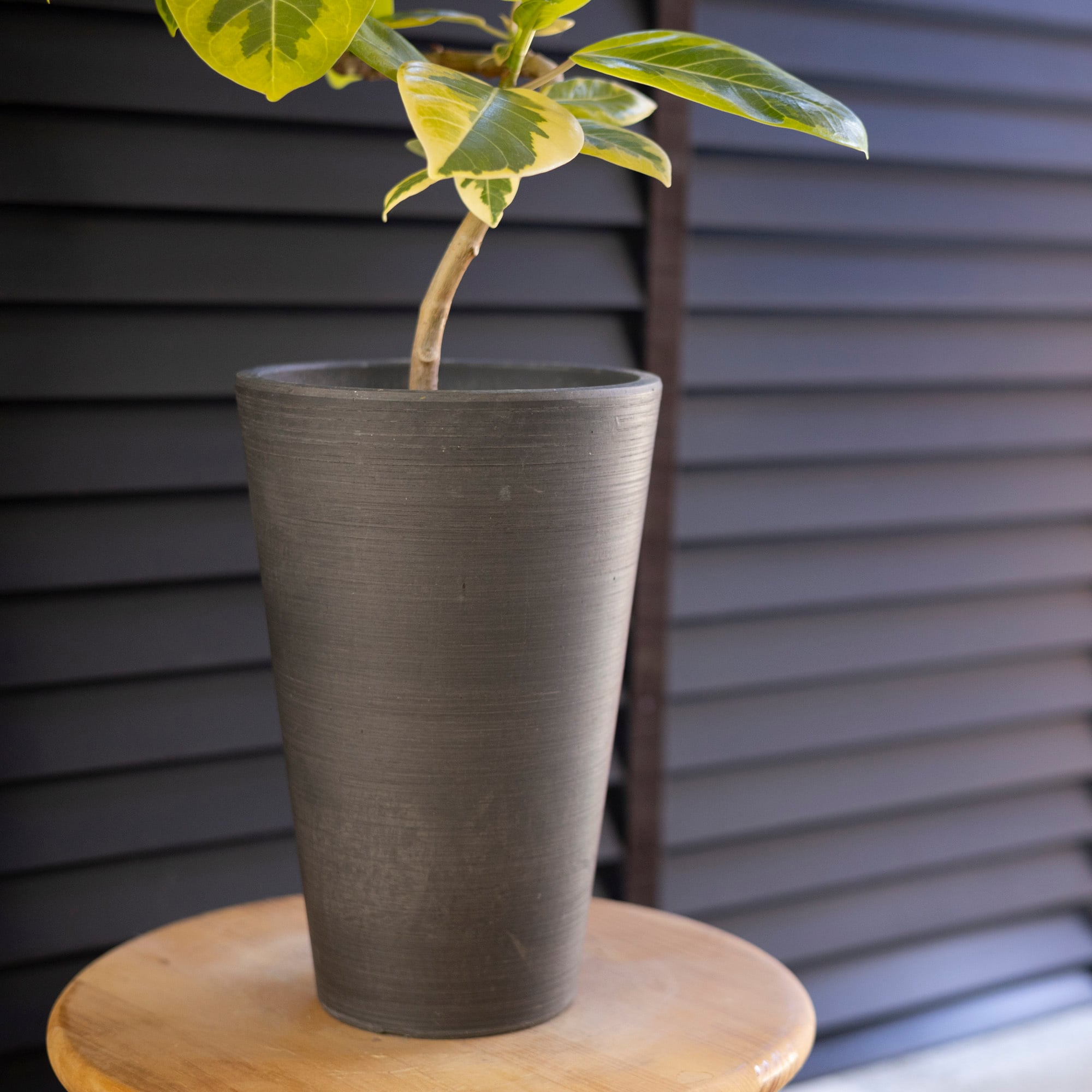 フィカス アルテシマ Altissima 6号 観葉植物 ゴムの木 フランス フィカス アルテシマ Altissima 6号 観葉植物 ゴムの木 フランス