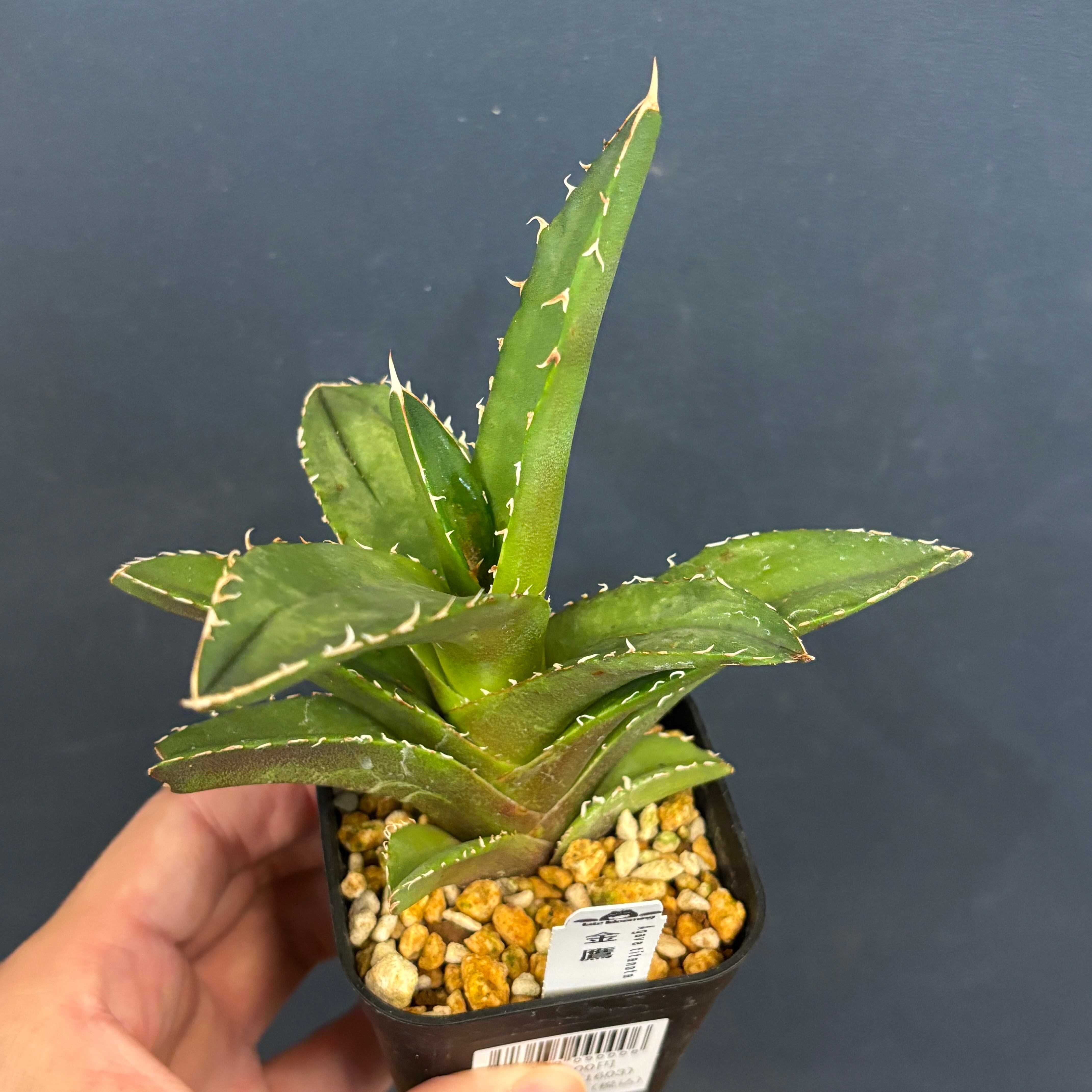 S*N様 希少　Ceropegia fusca　セロペギア　フスカ　現地株　特大 S*N様 希少 Ceropegia fusca セロペギア フスカ 現地株 特大