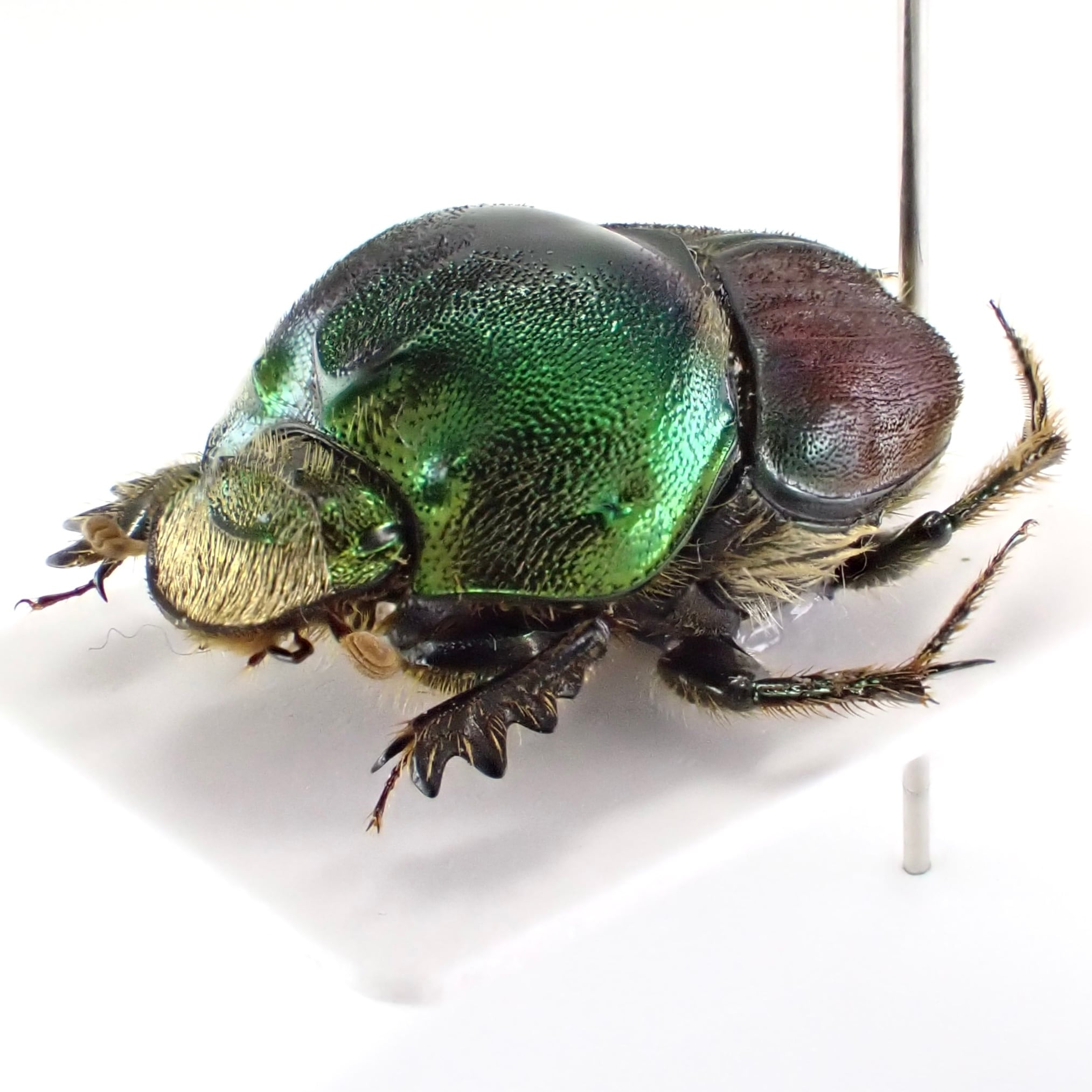 タンザニア産 Proagoderus extensus ♂♀ 15mm/14mm | 昆虫標本