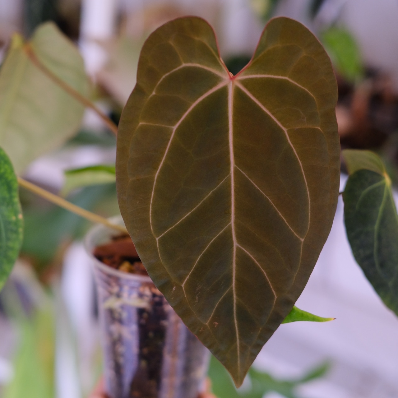 Anthurium Ace of Spade × Anthurium Zara × Michelle│アンスリウム・エースオブスペード×アンスリウム・ザラ・ミシェル│観葉植物