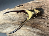 《メタリフェルホソアカ亜種サンギレンシス 72mm ペア》