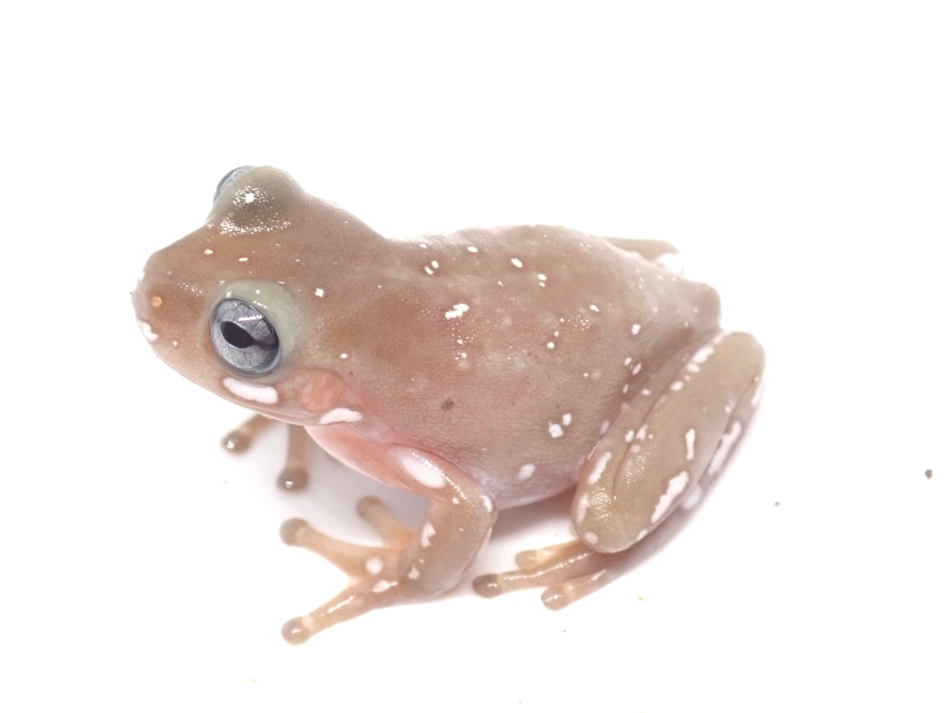 Bears Frog】クランウェルツノガエル マスカット 4スポットパターン