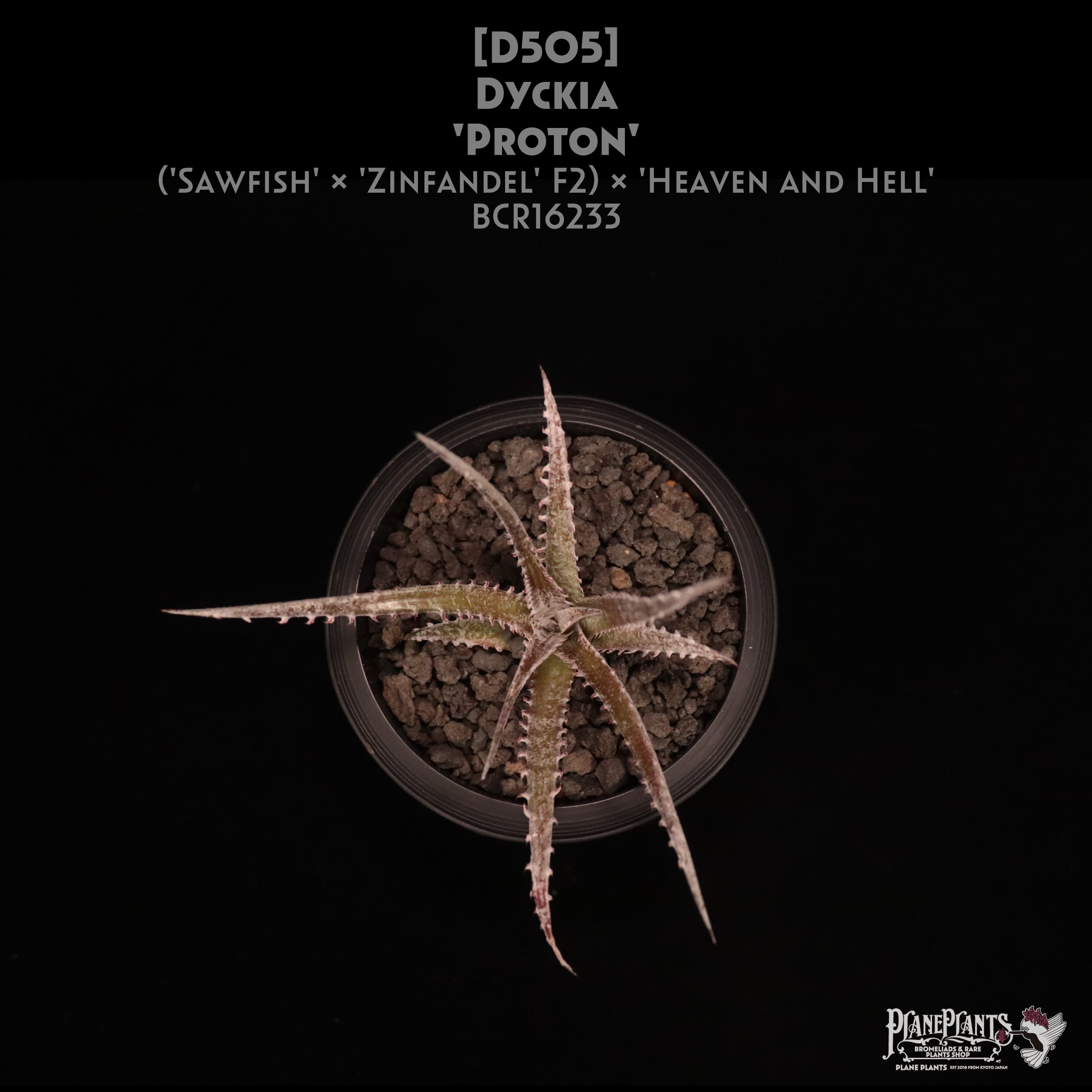 【送料無料】Dyckia 'Proton'〔ディッキア〕現品発送D505