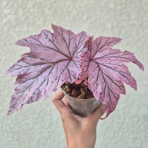 ②《Begonia Lamoon》ベゴニア ラームン　観葉植物 ／ポット発送