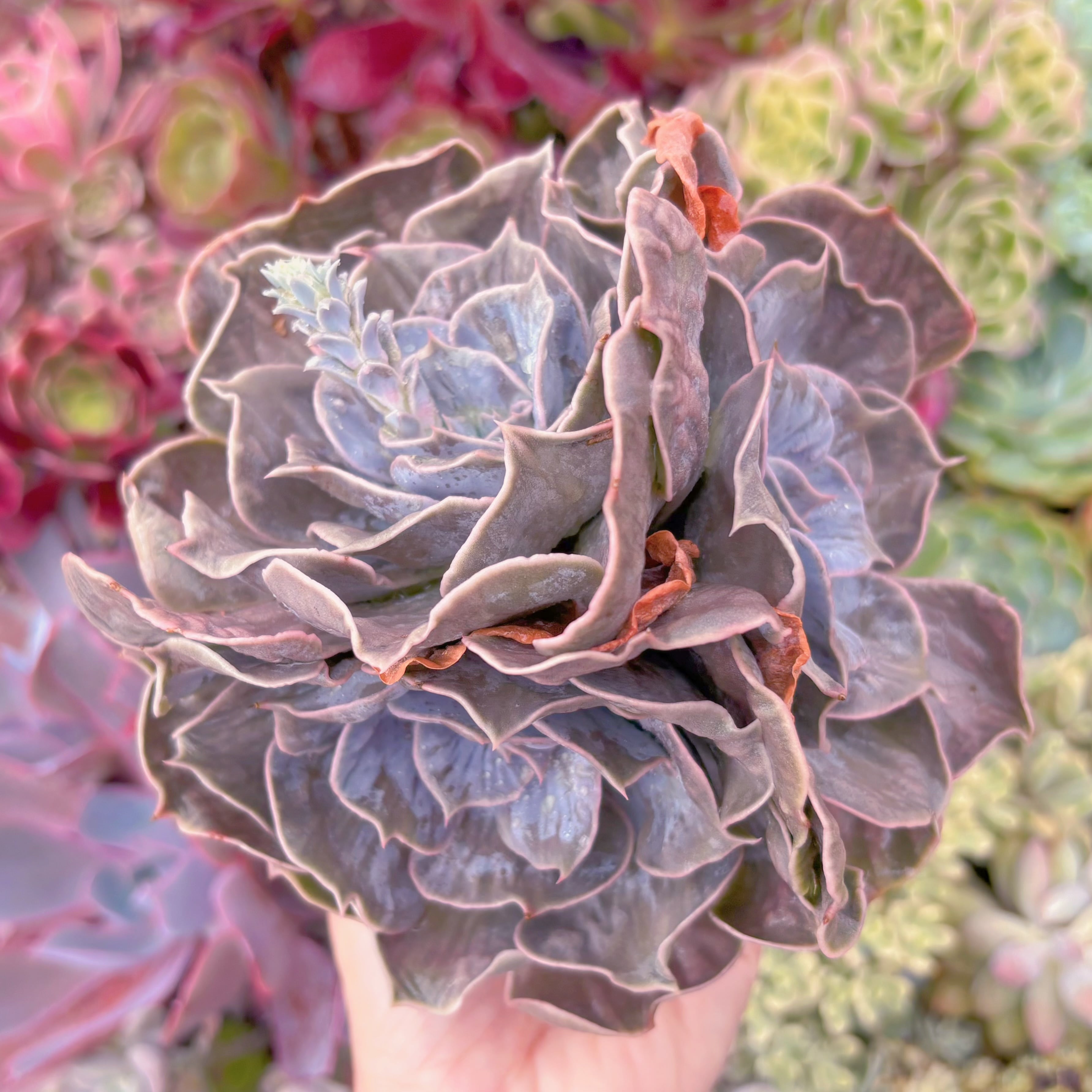 現品　マーブル錦#017　大苗群生　るる農園