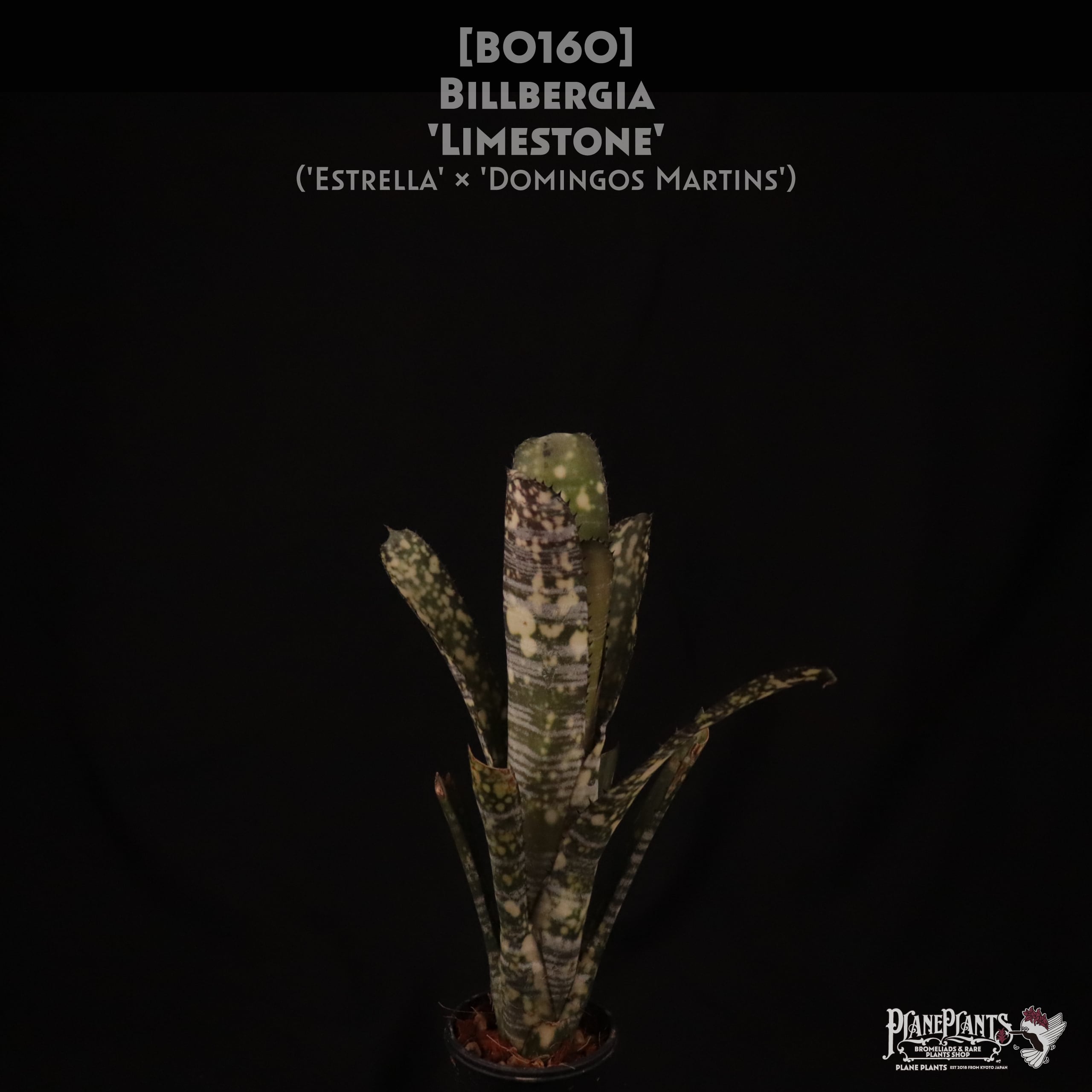 Jim Irvin Hybrid | plane plants