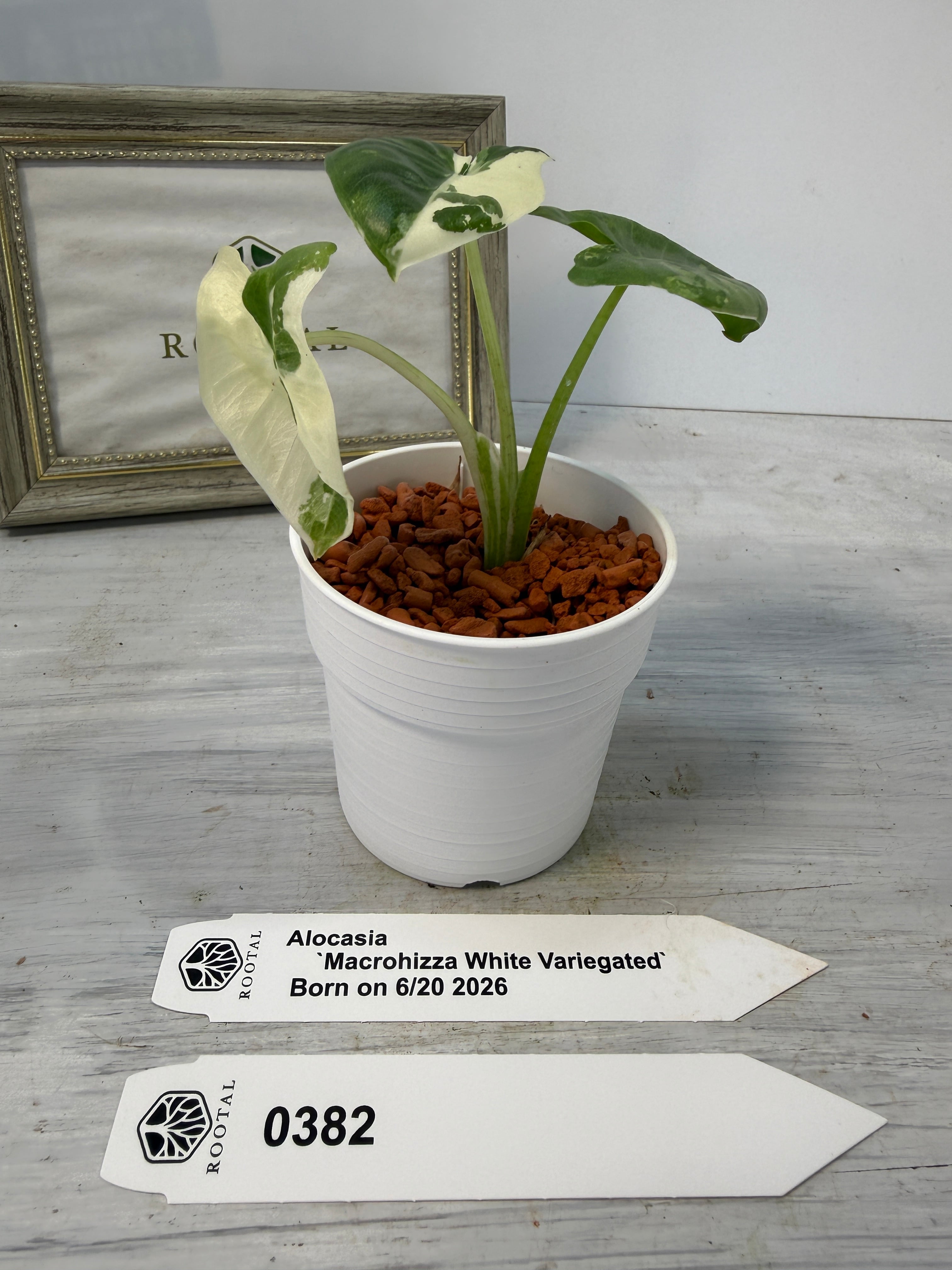 アロカシア | ROOTALPLANTS