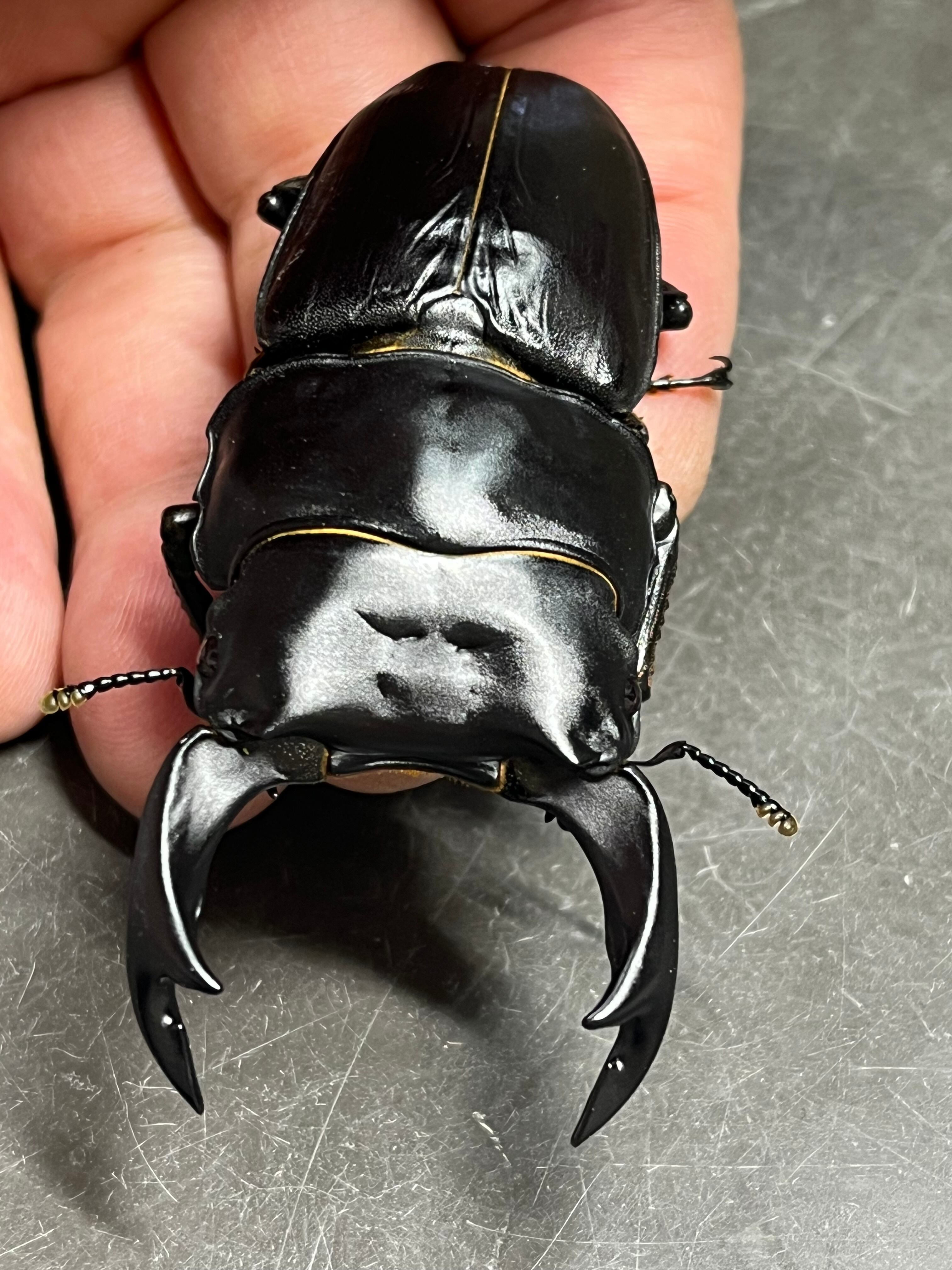 久留米産オオクワガタ♂5♀10 【公式通販】