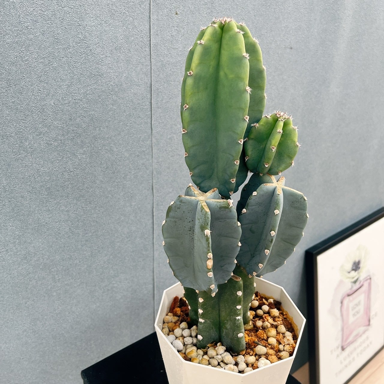 現品］☆人気☆ R4 柱サボテン 鬼面角 ブランチ 5号 観葉植物 室内