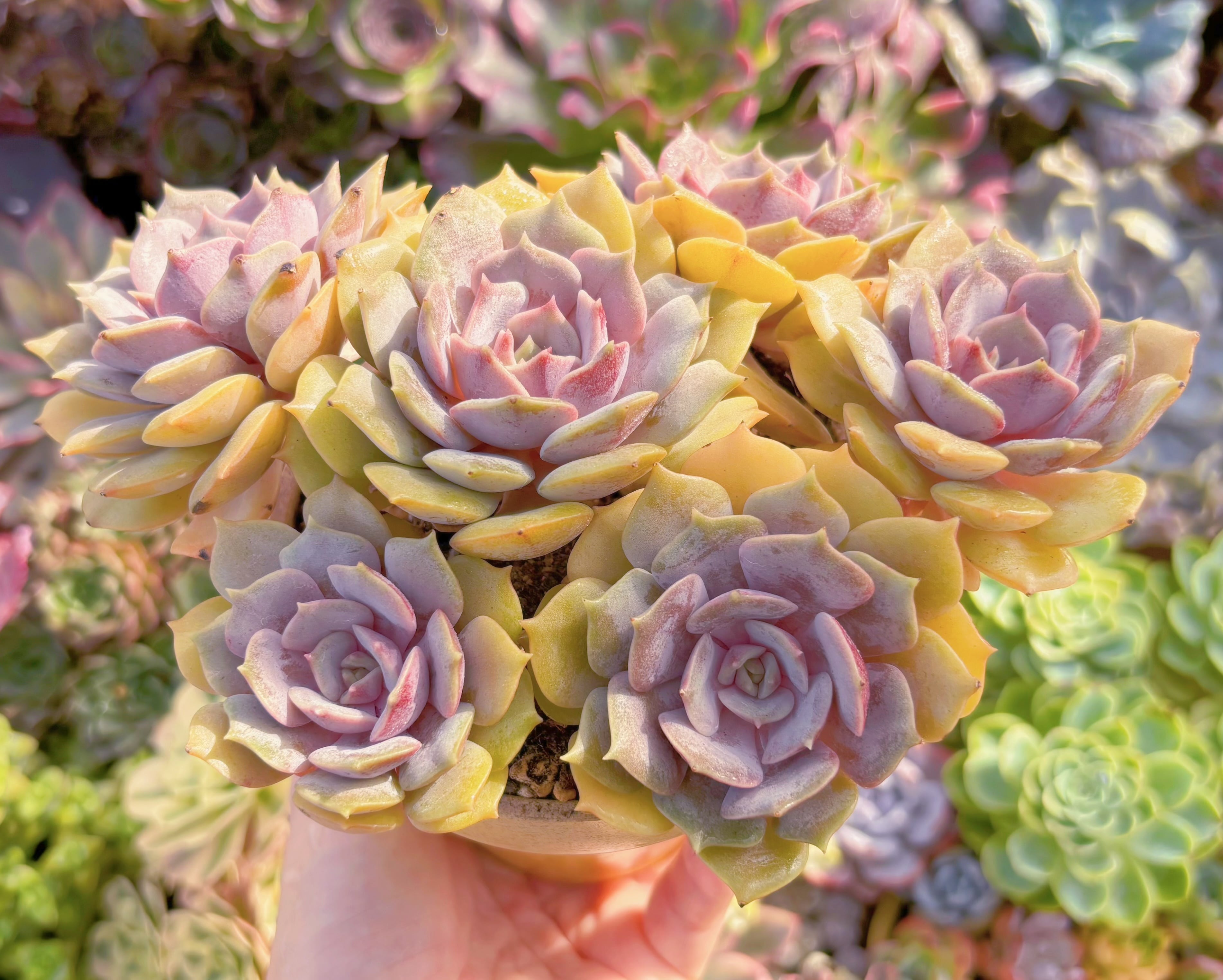 薄紫の多肉植物 多肉植物 エケベリア 紫色シリーズ コレクション 7苗セット 多肉植物