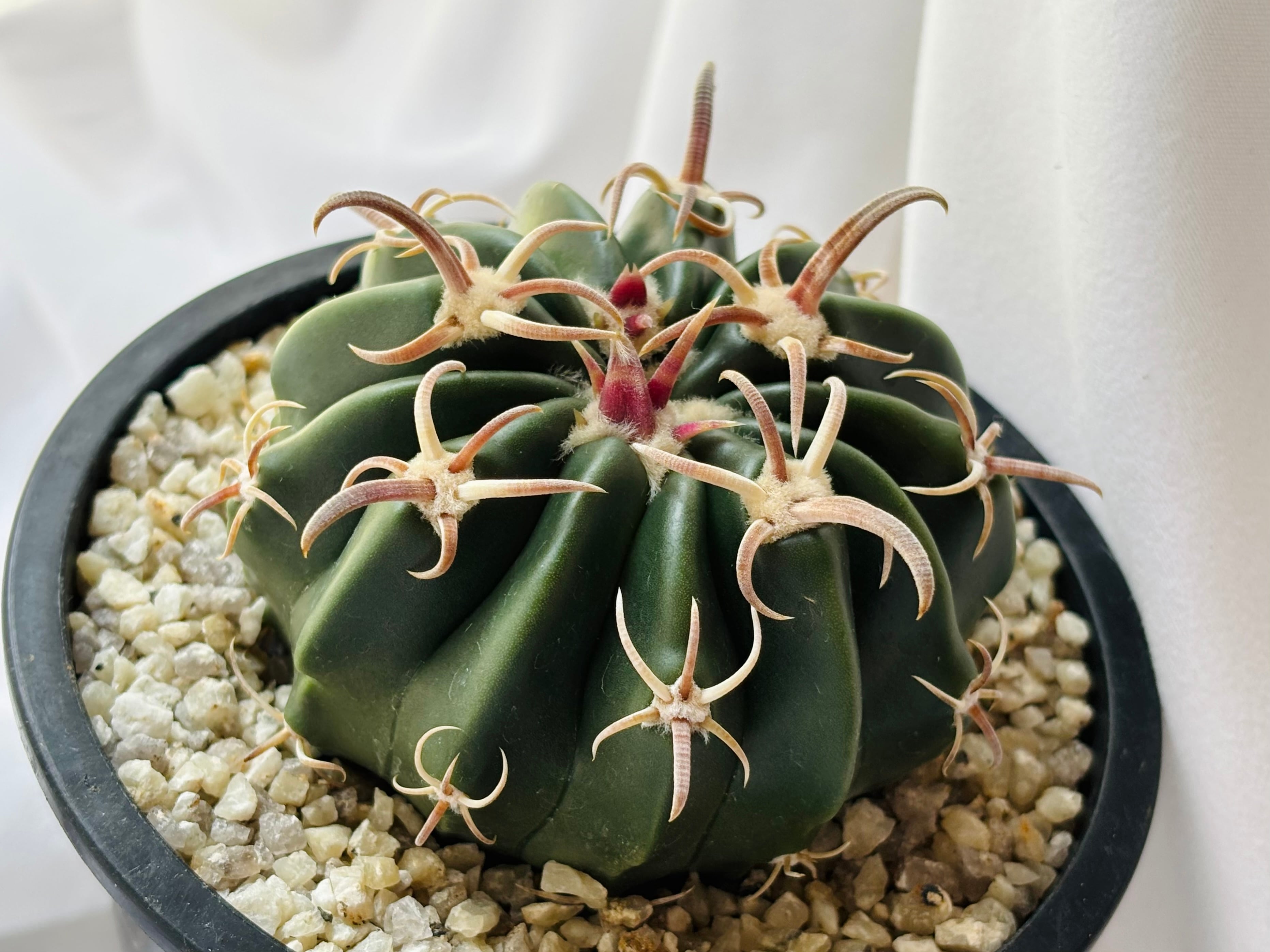 Echinocactus texensis エキノカクタス 綾波 武蔵 サボテン | plants