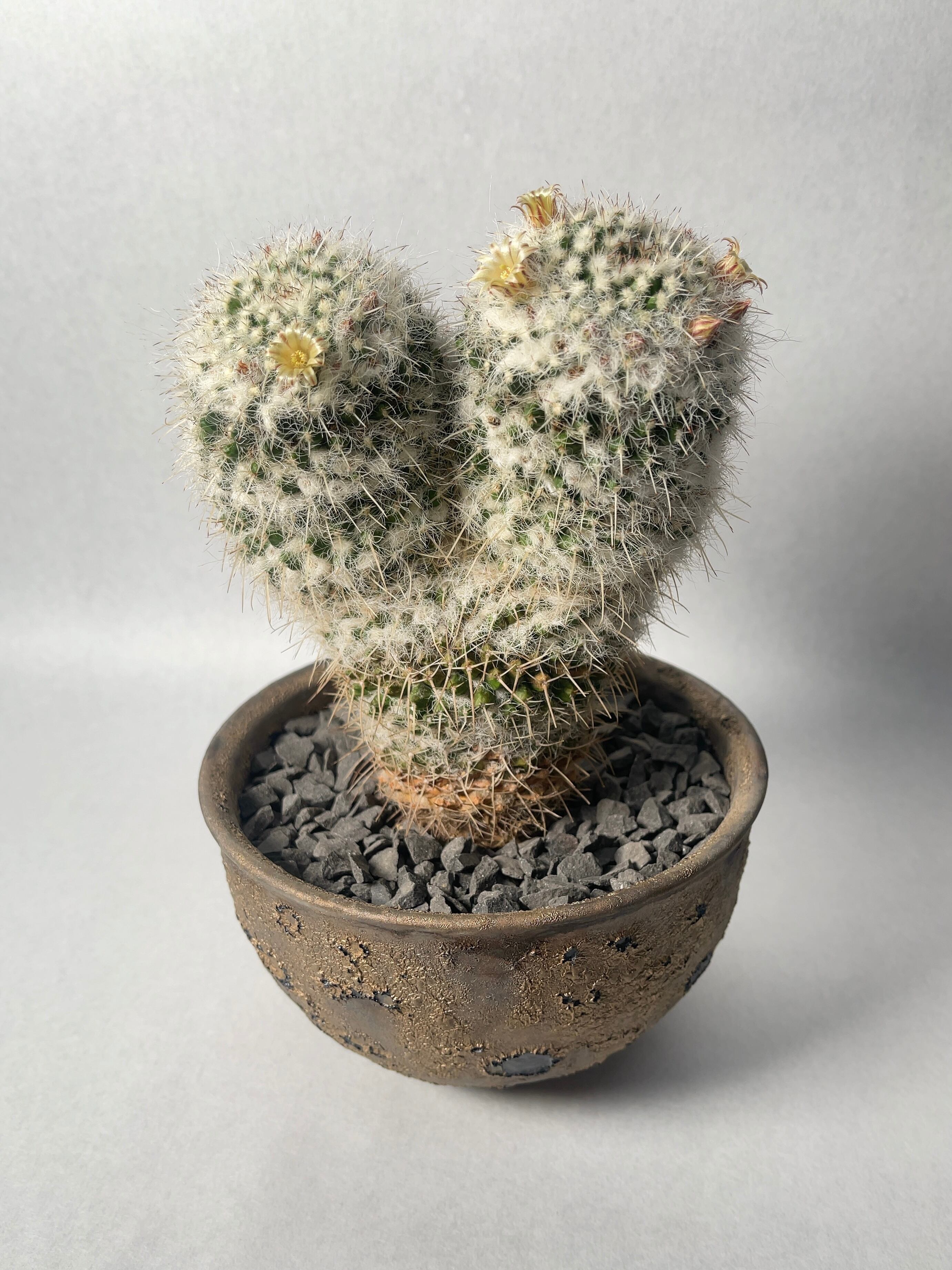 42a0633e353bfcdad1b9ff1f61b027