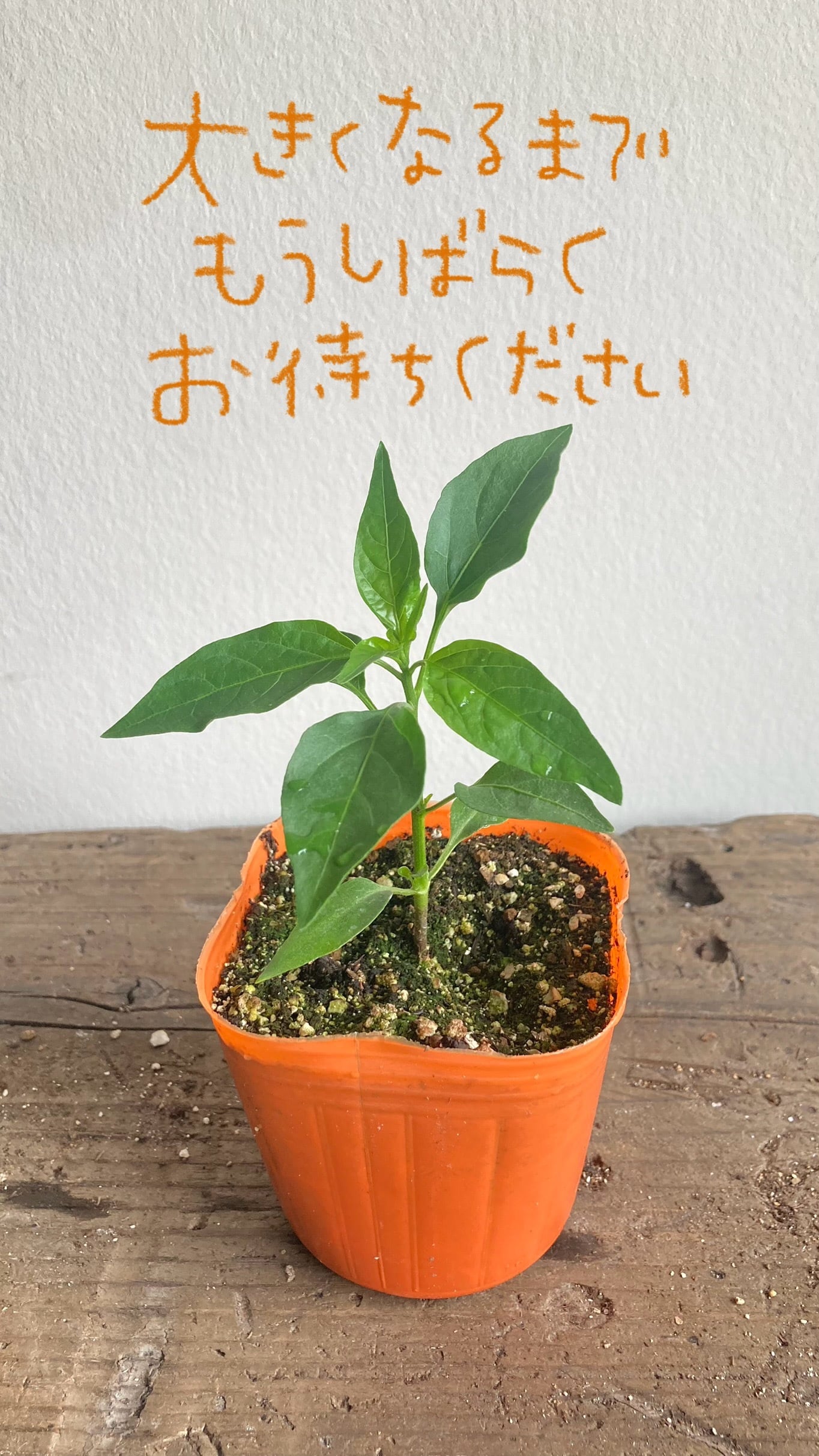 ステラ［stella］ミニトマトの苗【固定種】 | 苗のお店