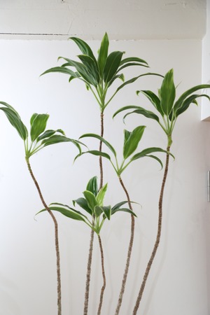 【渋谷区周辺エリア/配送料無料】【215cm】コルジリネ 白馬/Cordyline