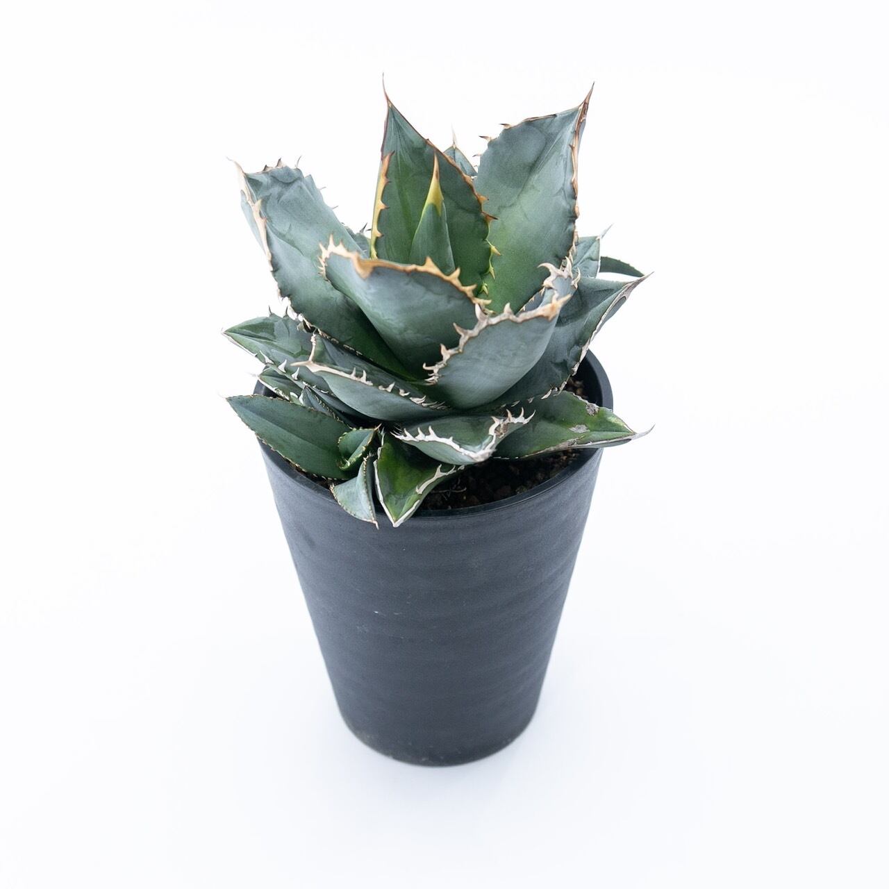 【新着】Agave titanota 【唯一無二の国産実生苗・管理番号anys005】アガベ チタノタ 子株