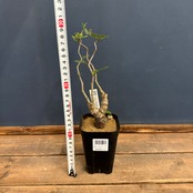 センナ　メリディオナリス【213】