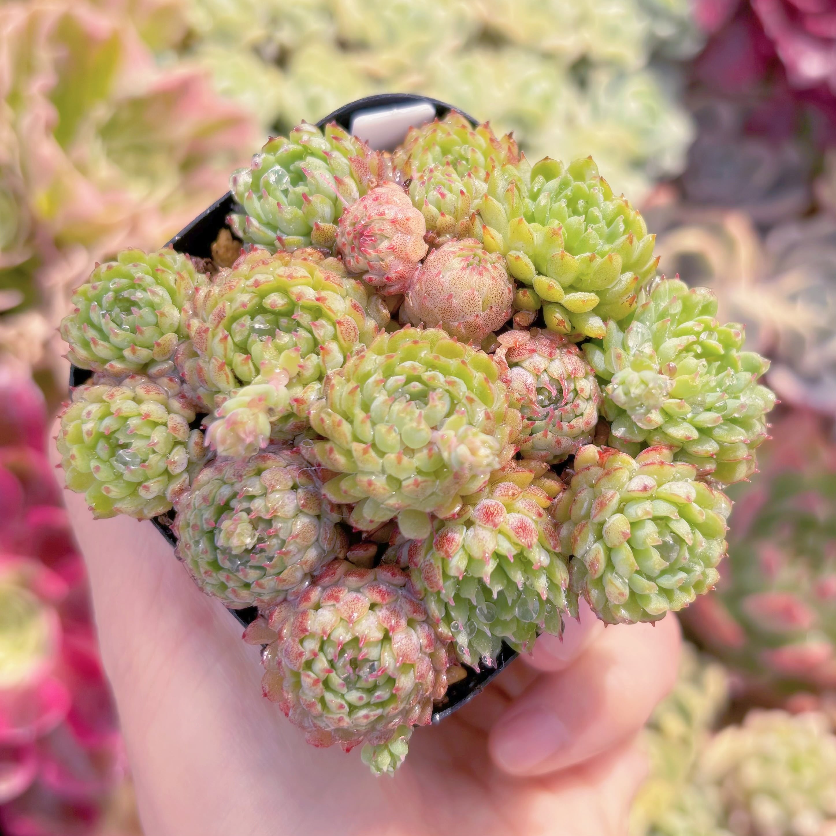 現品　グロブローサ#B71　るる農園