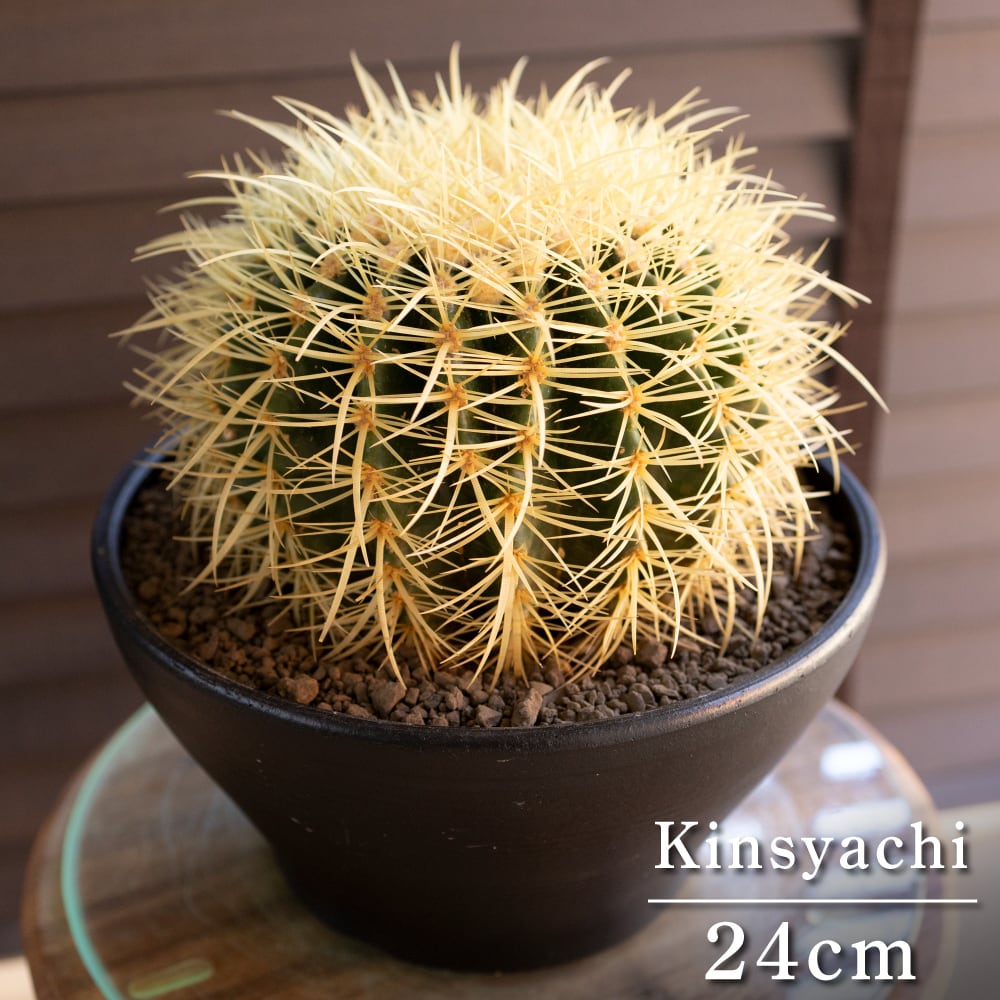 刺無王冠竜 フェロカクタス ブルーバレルカクタス サボテン 5号 樹脂鉢