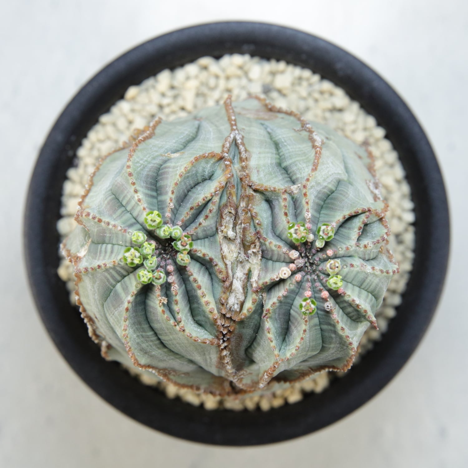 メス株【超厳選株】ダブル綴化ヘッド 捻じれ マウンテン モンスト