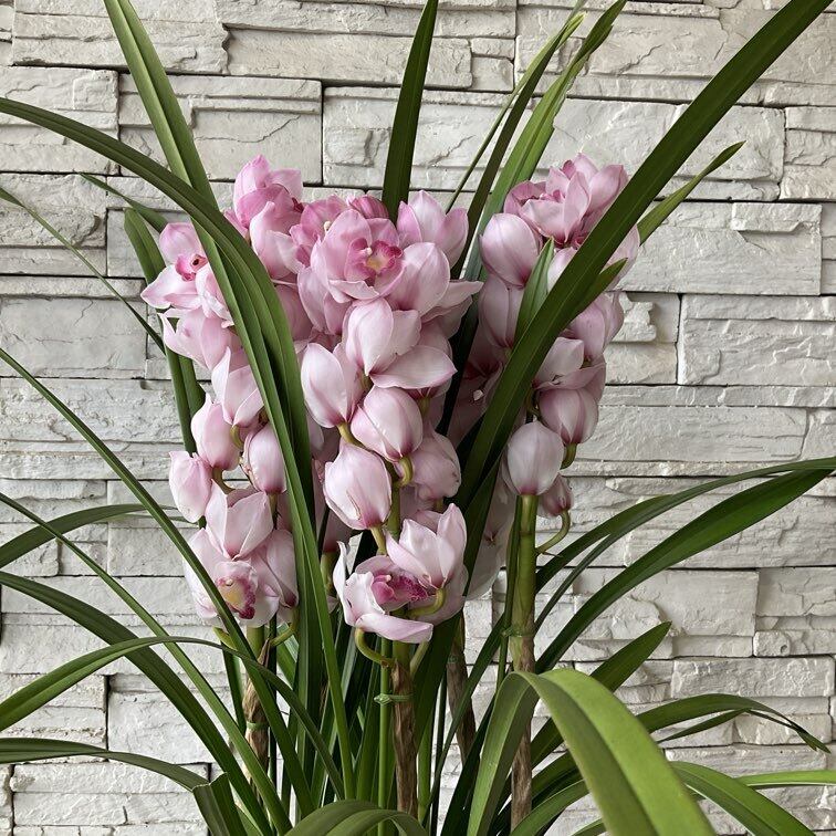 送料無料】シンビジウム 純恋花 6.3寸鉢 5F | 橋本種苗園