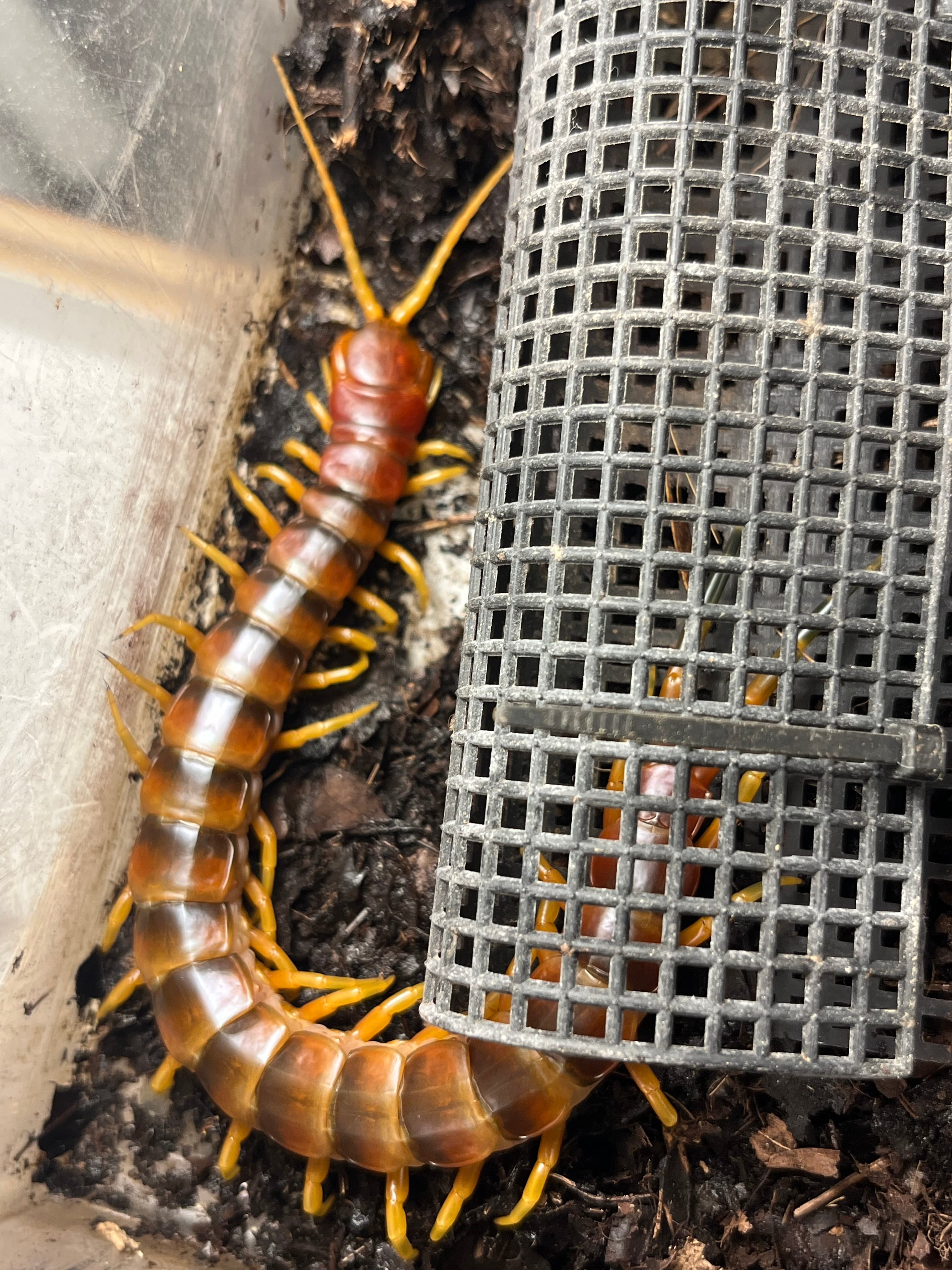 ムカデ | オモニキチュウ